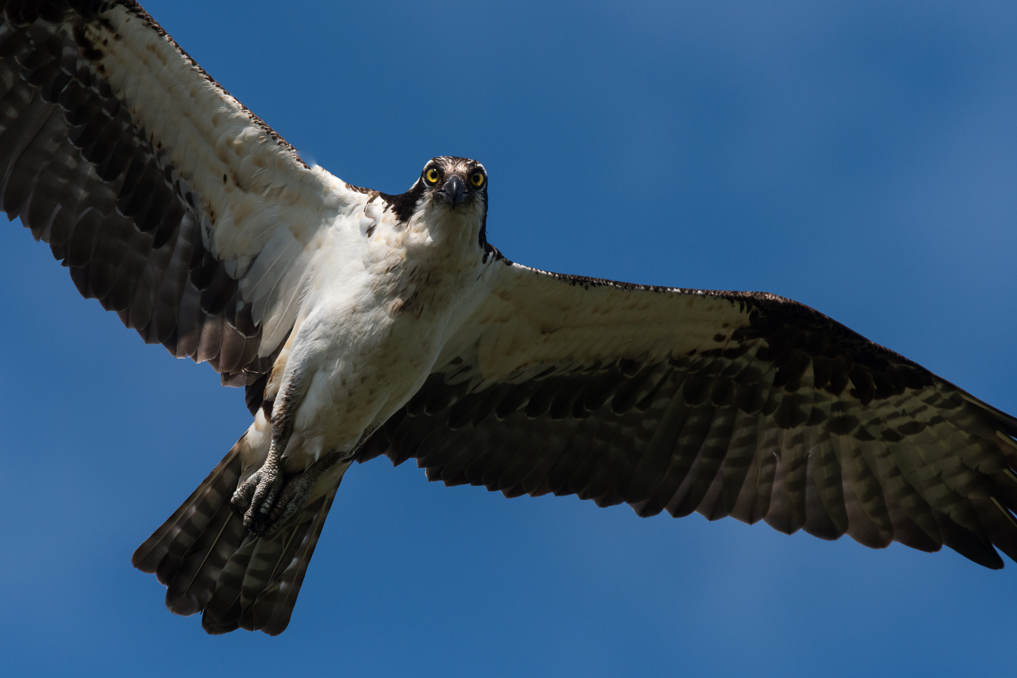 Nikon Nikkor AF-S 300mm F4E PF ED VR sample photo. The last week of winter photography