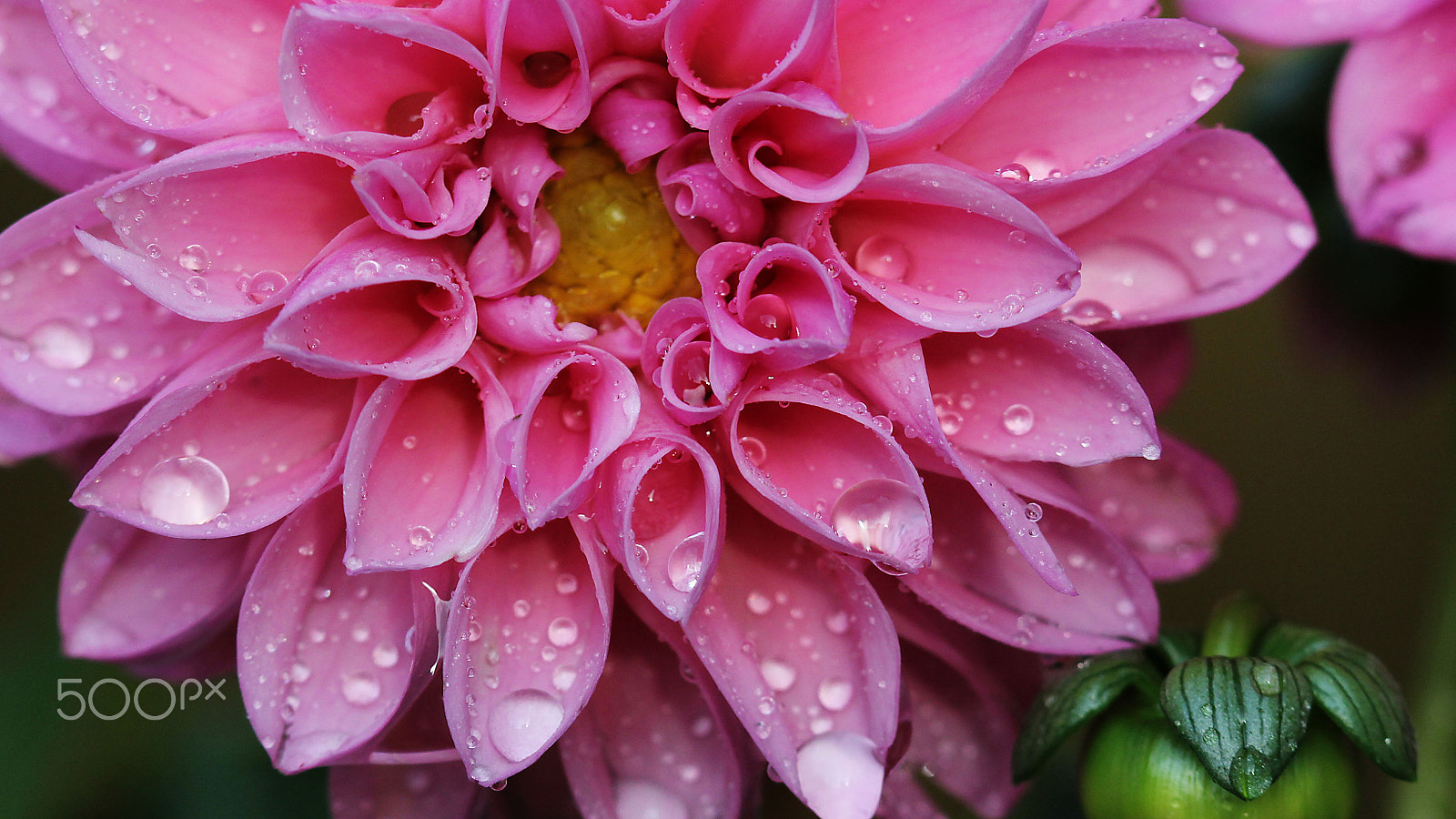 Canon EOS 60D sample photo. Pink dahlia photography