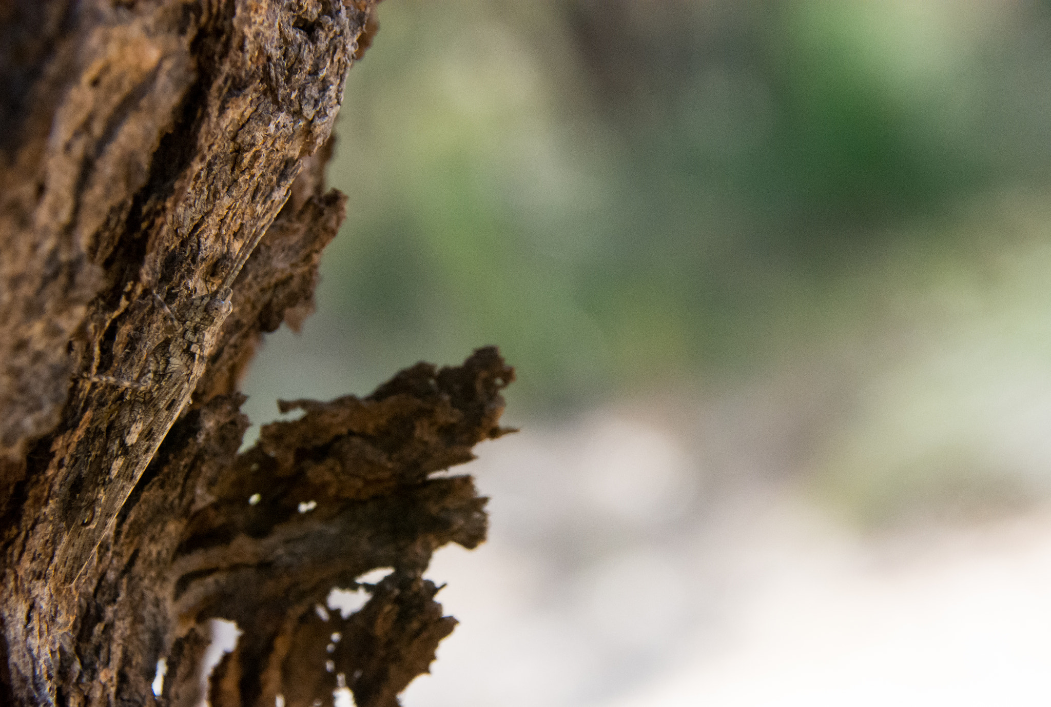 Nikon D7200 sample photo. The master of camouflage ( acrdia conica ) photography