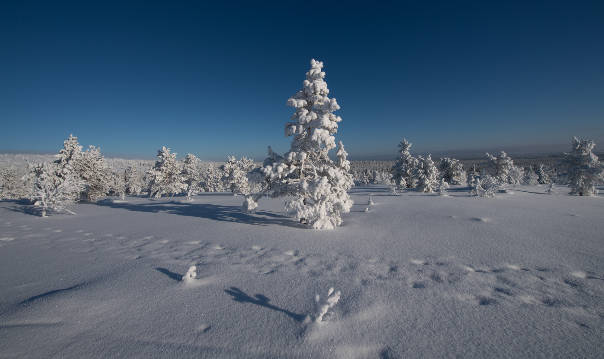 Nikon D5 sample photo. Lapland #7 photography