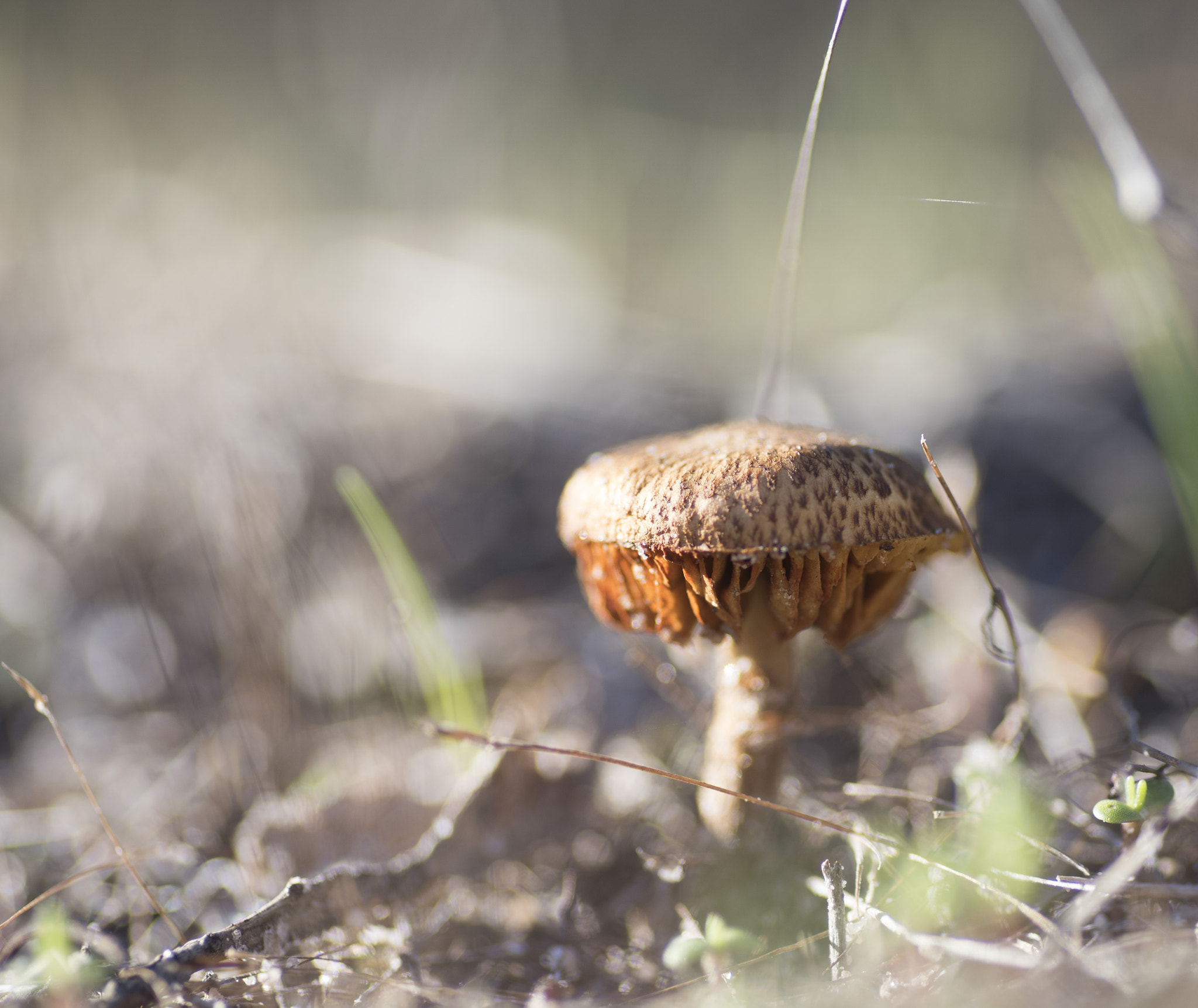 Nikon D810 sample photo. Unseen beauty of western australia photography