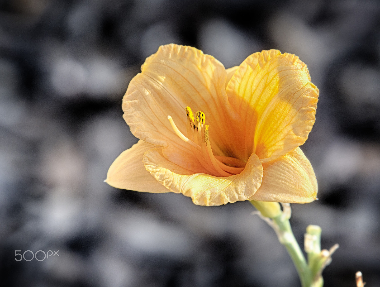 Canon EOS-1D Mark IV sample photo. Dg photography