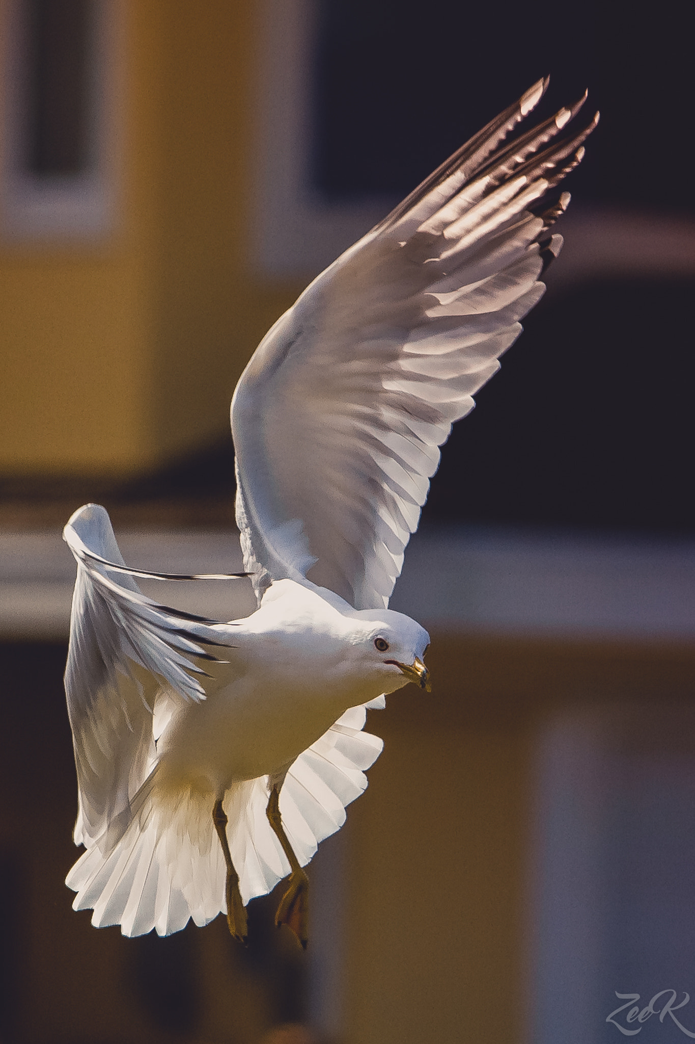 Canon EOS 7D + Canon EF 70-200mm F4L IS USM sample photo. A salute photography