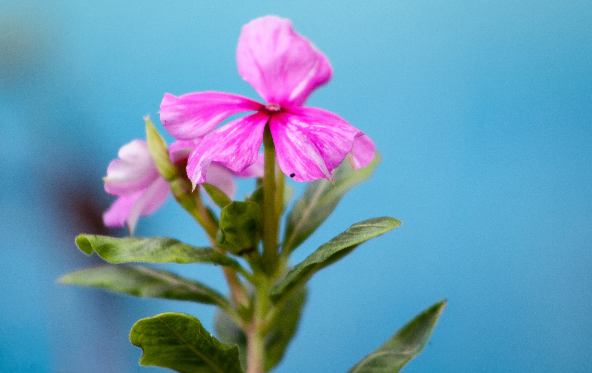 EF75-300mm f/4-5.6 sample photo. Flores del cielo photography