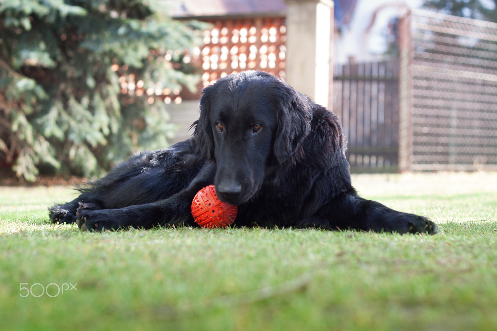 Canon EOS 50D + Canon EF 50mm F1.8 II sample photo. Dog photography