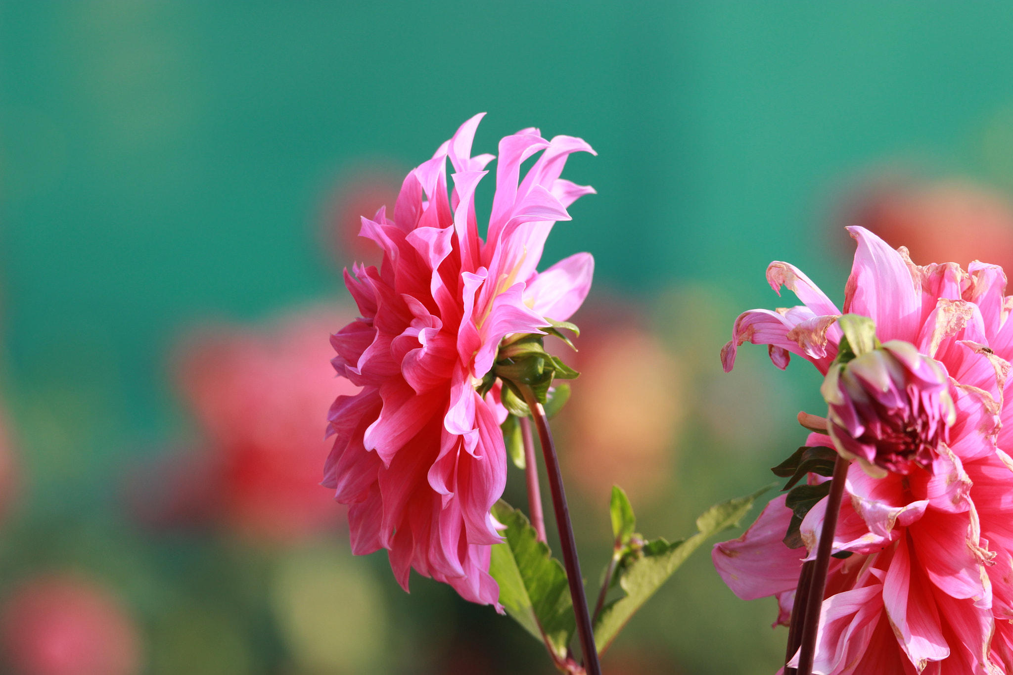 Tamron SP 150-600mm F5-6.3 Di VC USD sample photo. Img photography