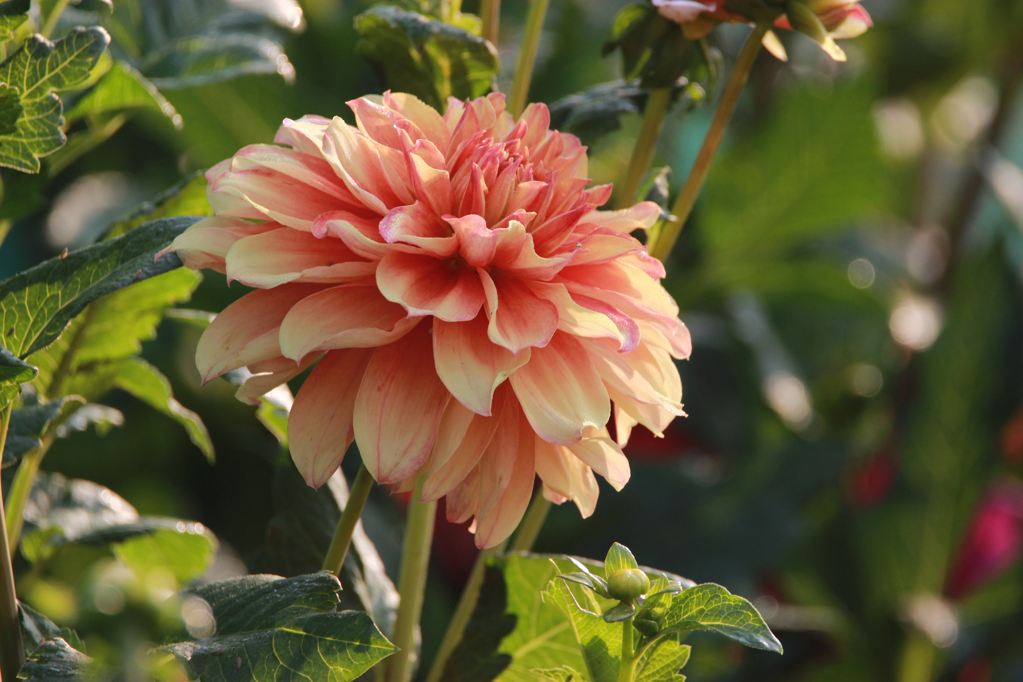 Tamron SP 150-600mm F5-6.3 Di VC USD sample photo. Img photography