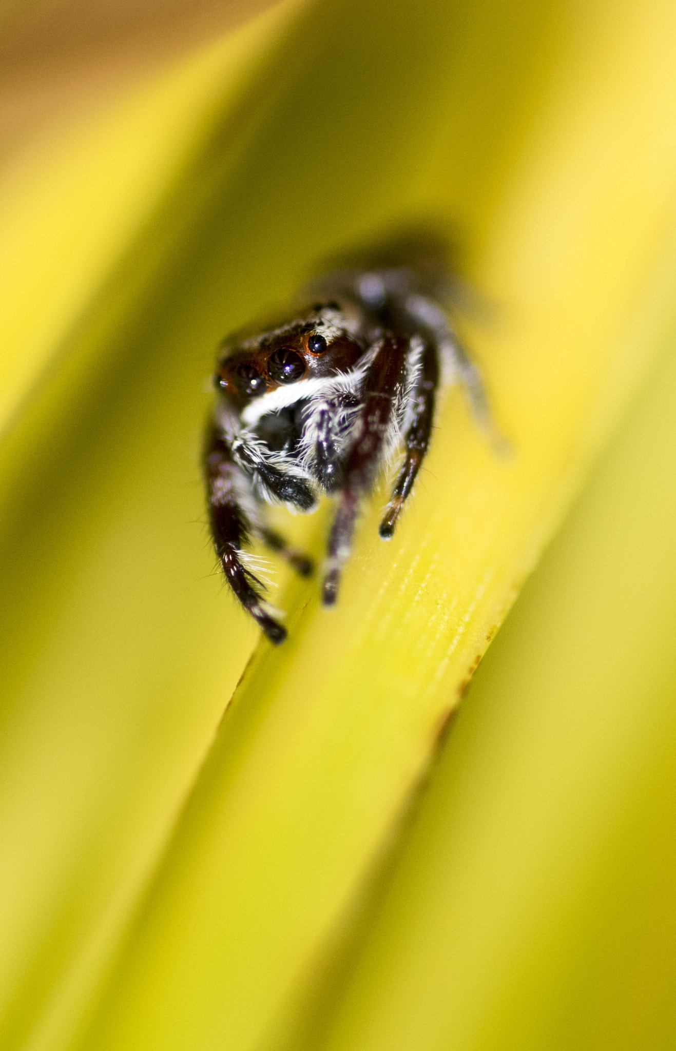 Nikon D810 sample photo. Unseen beauty of western australia photography