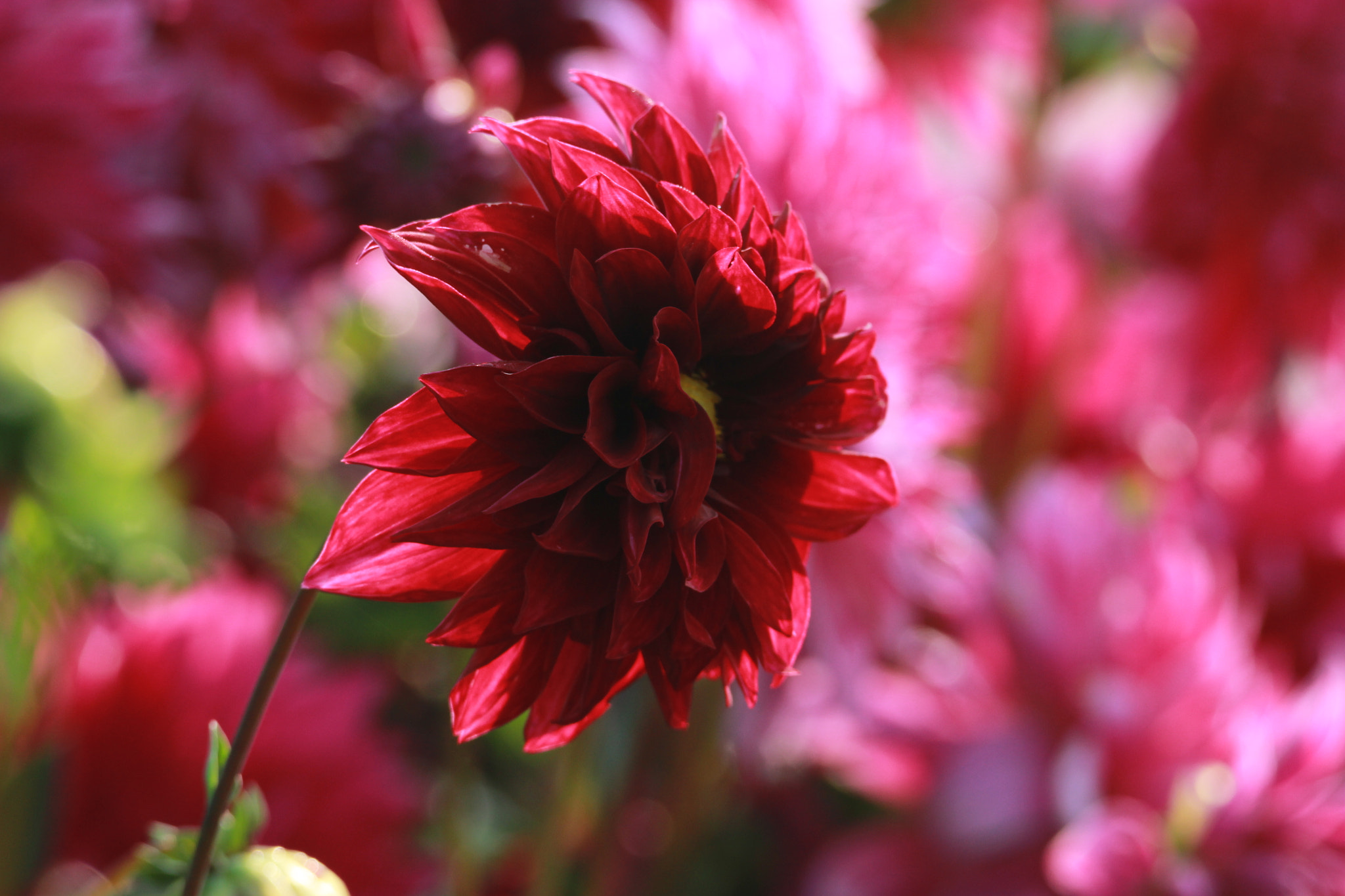 Tamron SP 150-600mm F5-6.3 Di VC USD sample photo. Img photography