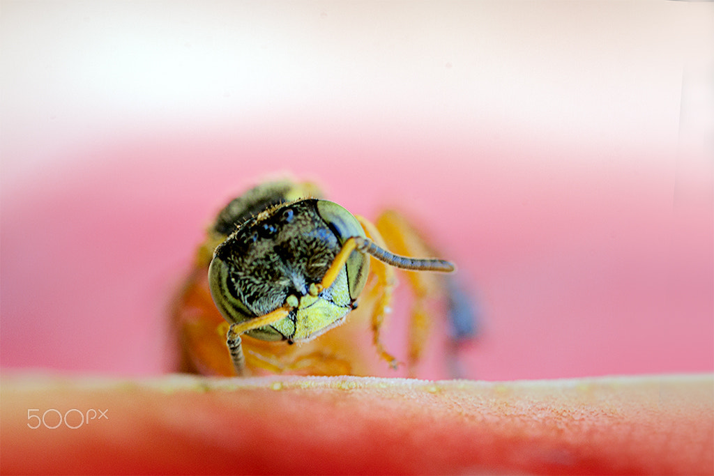 Canon MP-E 65mm F2.5 1-5x Macro Photo sample photo. Abelhinha -little jatai bee playing on a red rose photography