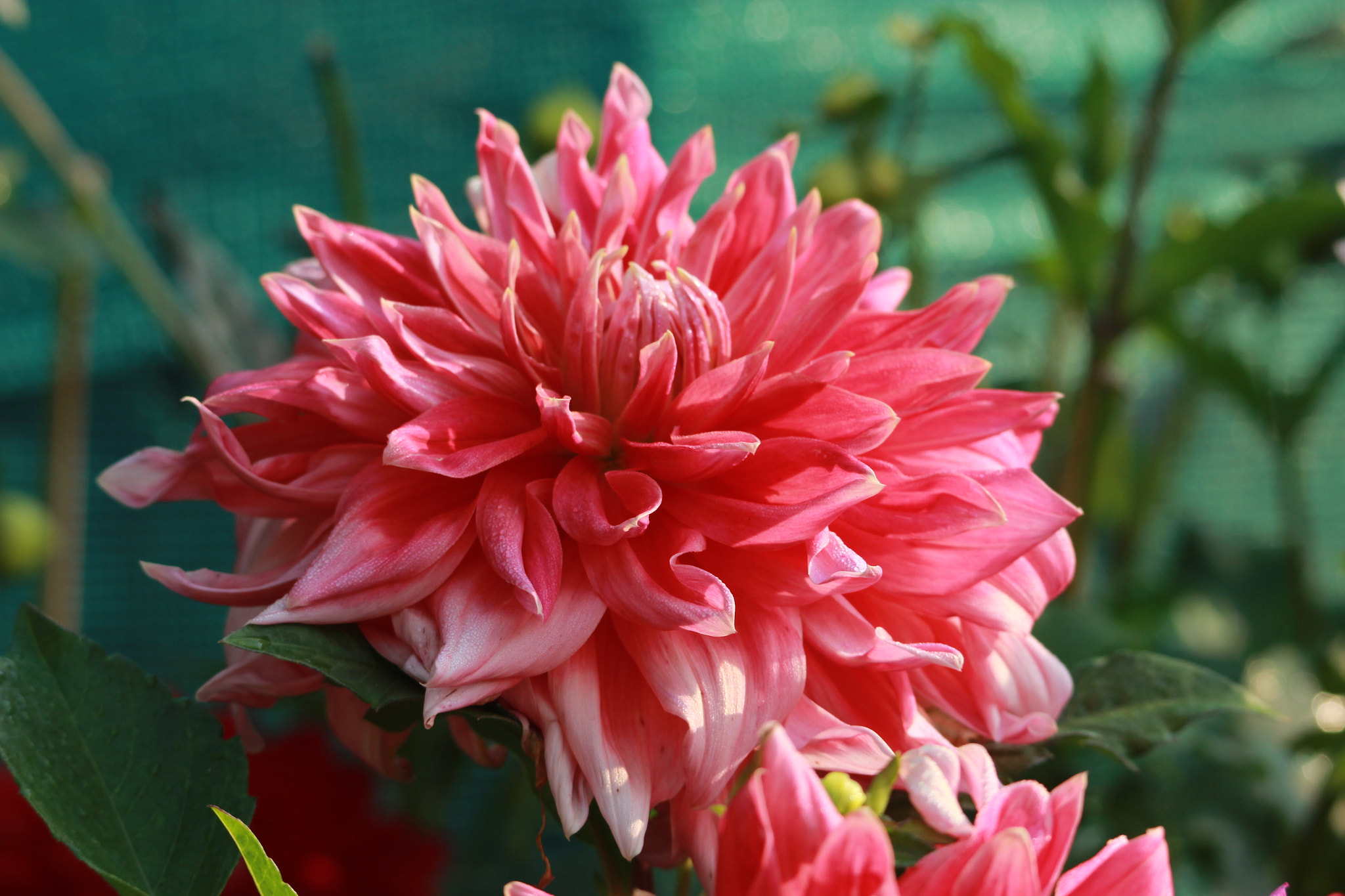 Tamron SP 150-600mm F5-6.3 Di VC USD sample photo. Img photography