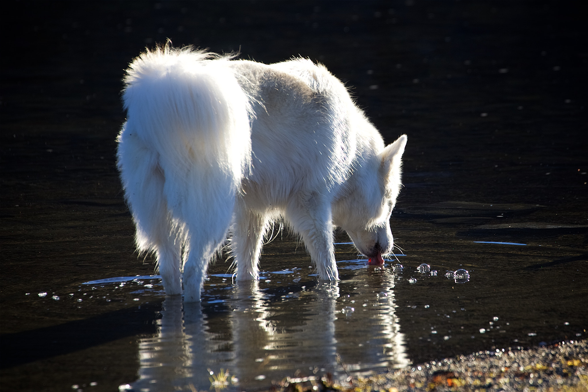 Canon EF 70-300mm F4-5.6L IS USM sample photo. 29686966804.jpg photography