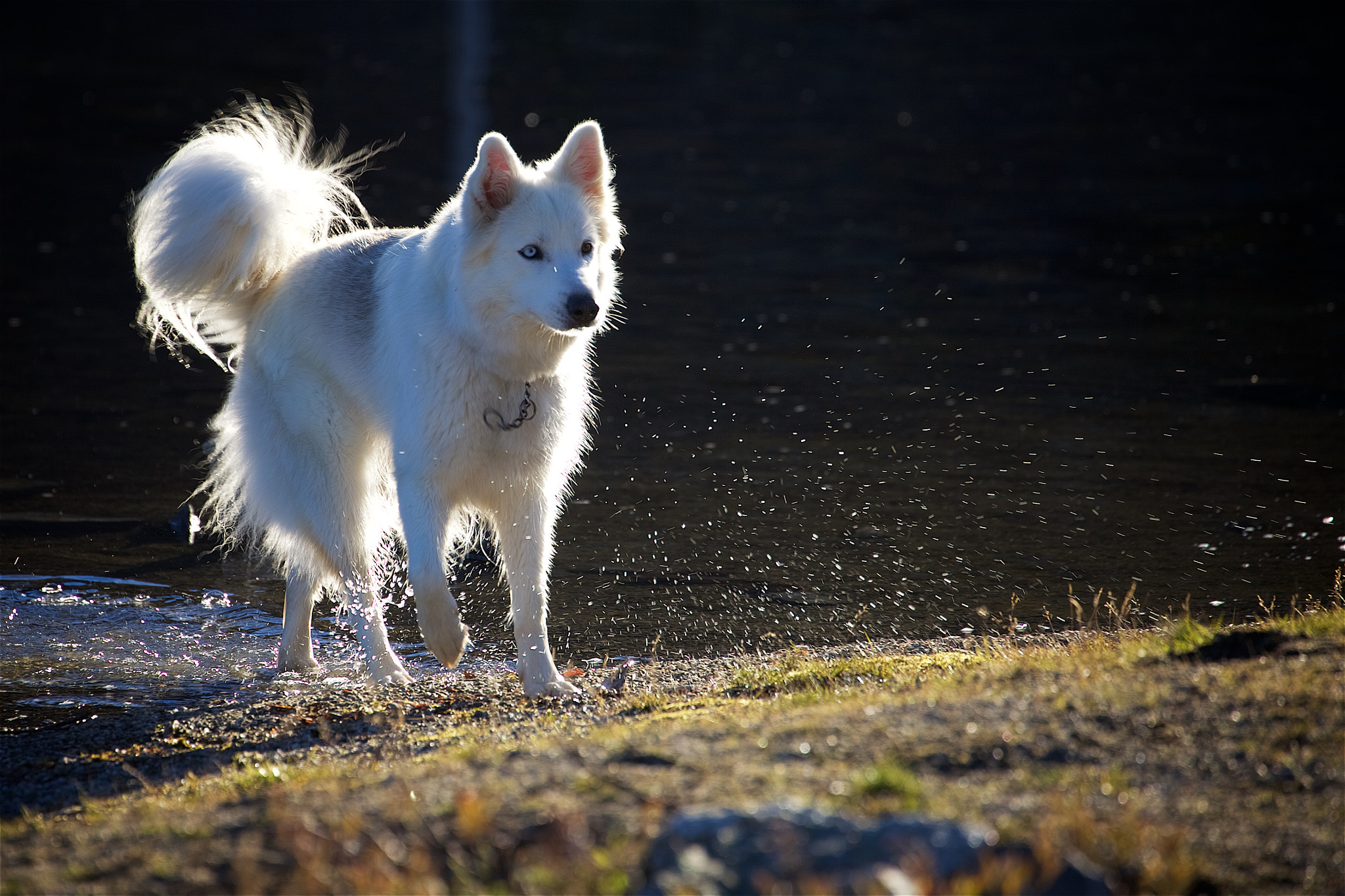 Canon EF 70-300mm F4-5.6L IS USM sample photo. 30317357015.jpg photography