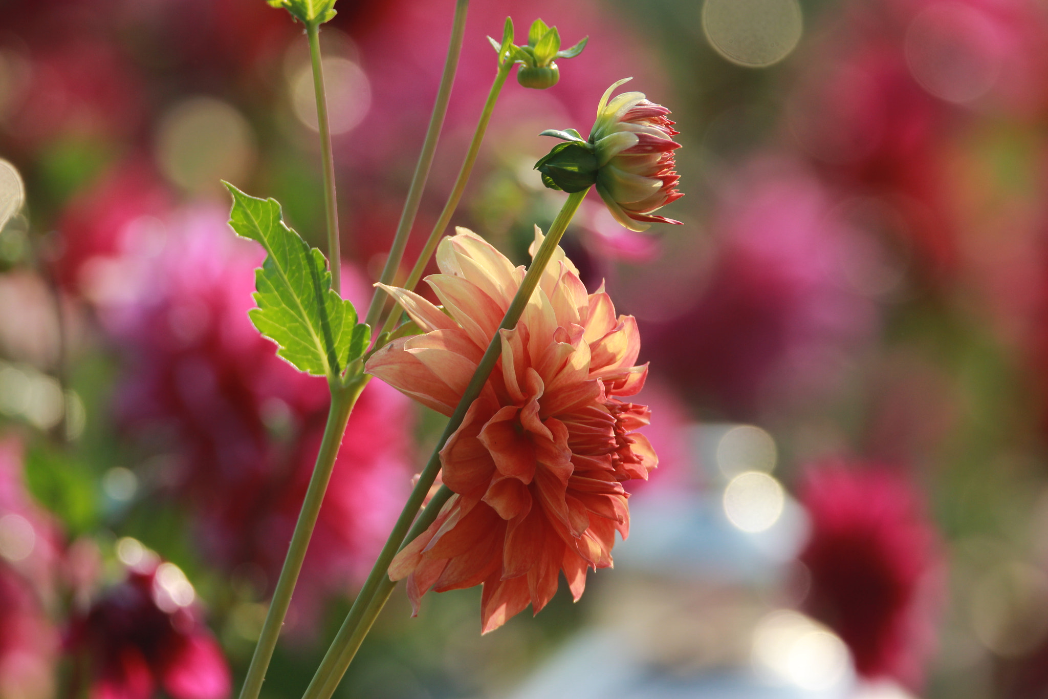 Tamron SP 150-600mm F5-6.3 Di VC USD sample photo. Img photography