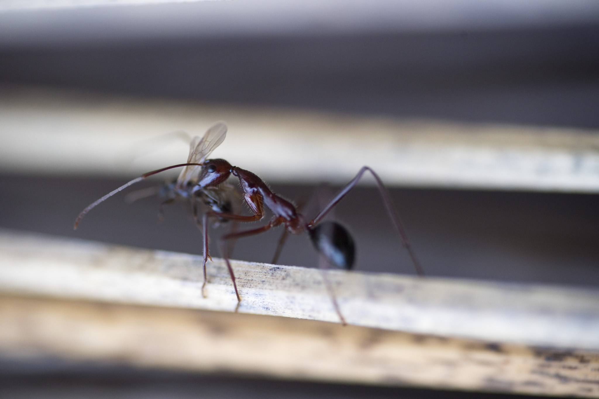 Nikon D810 sample photo. Unseen beauty of western australia photography