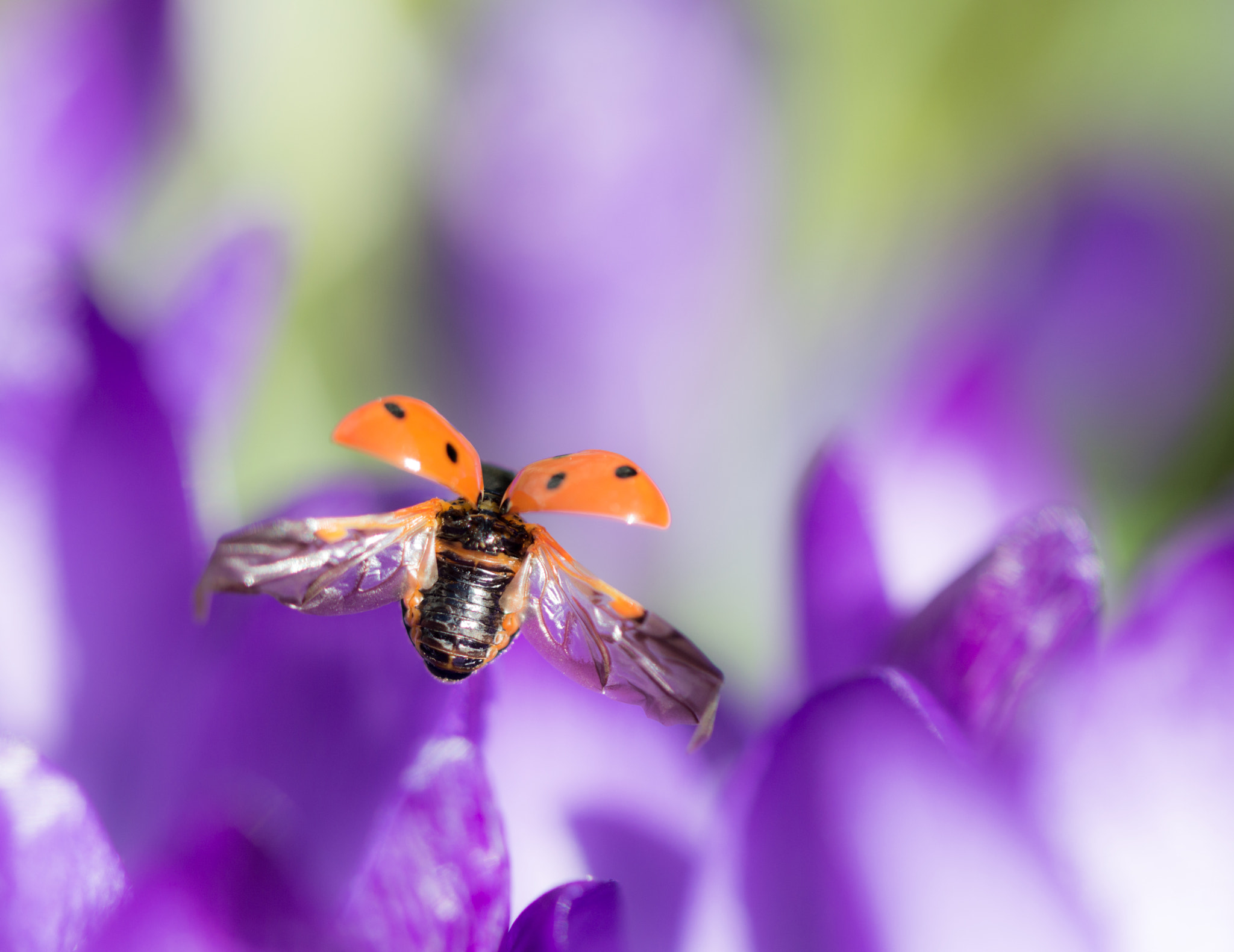 Nikon D3200 sample photo. Spring is in the air! photography