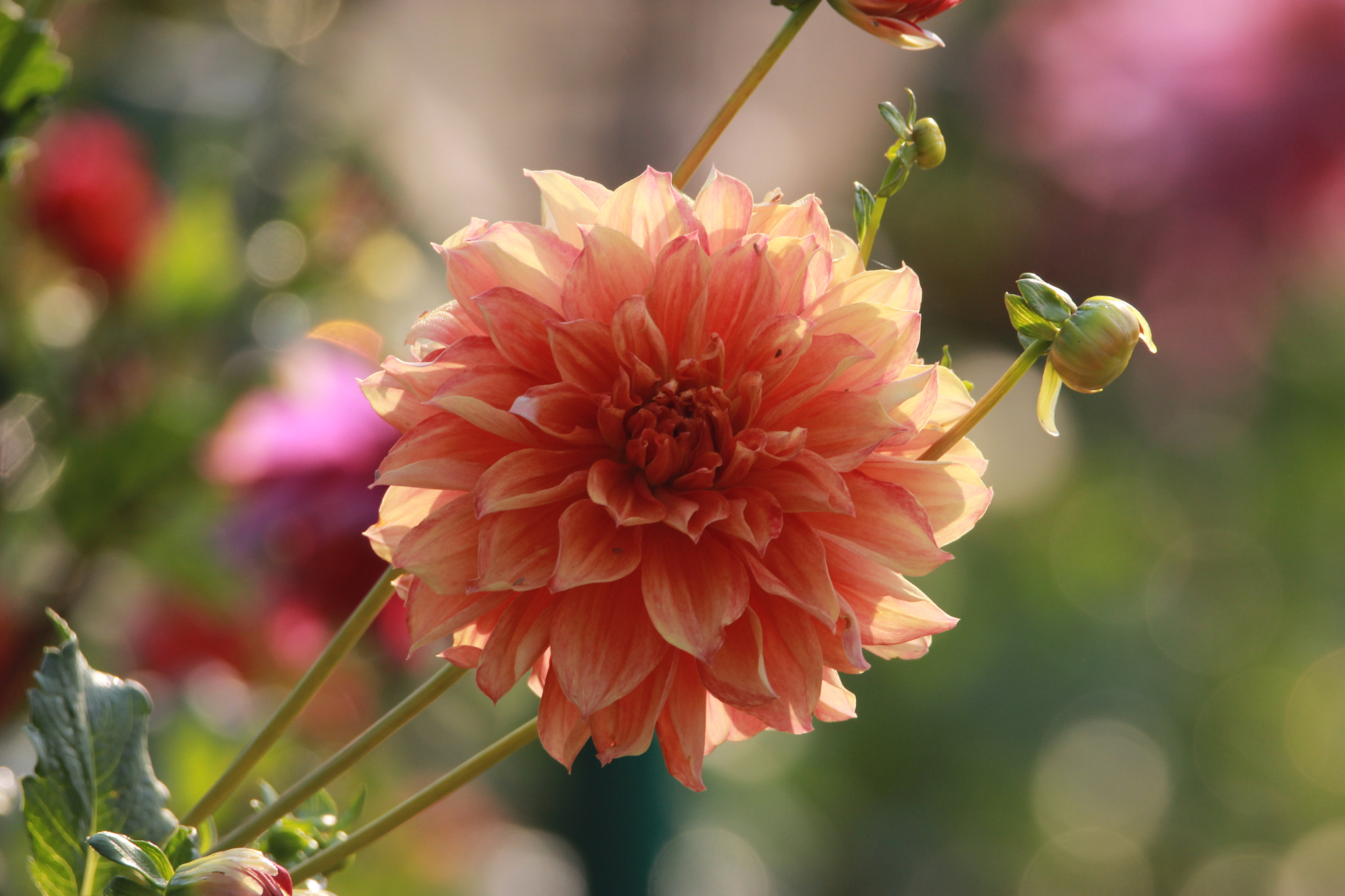 Tamron SP 150-600mm F5-6.3 Di VC USD sample photo. Img photography