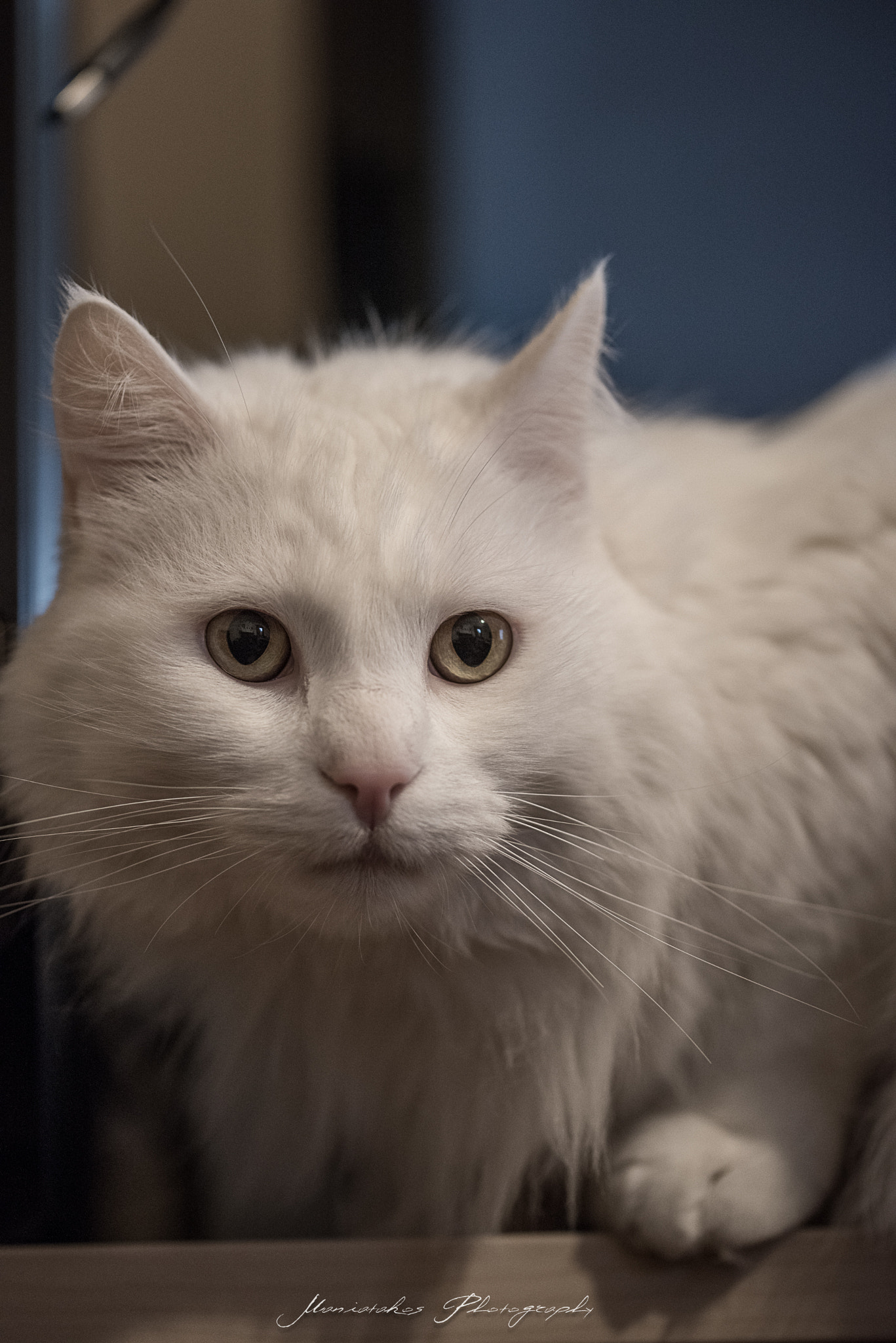Sigma 105mm F2.8 EX DG OS HSM sample photo. Alli the cat photography