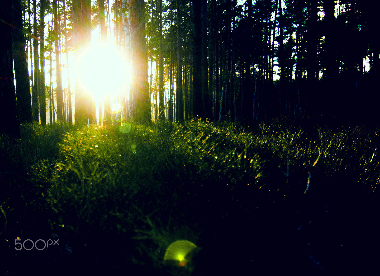 Tokina AT-X Pro 12-24mm F4 (IF) DX sample photo. Forest photography