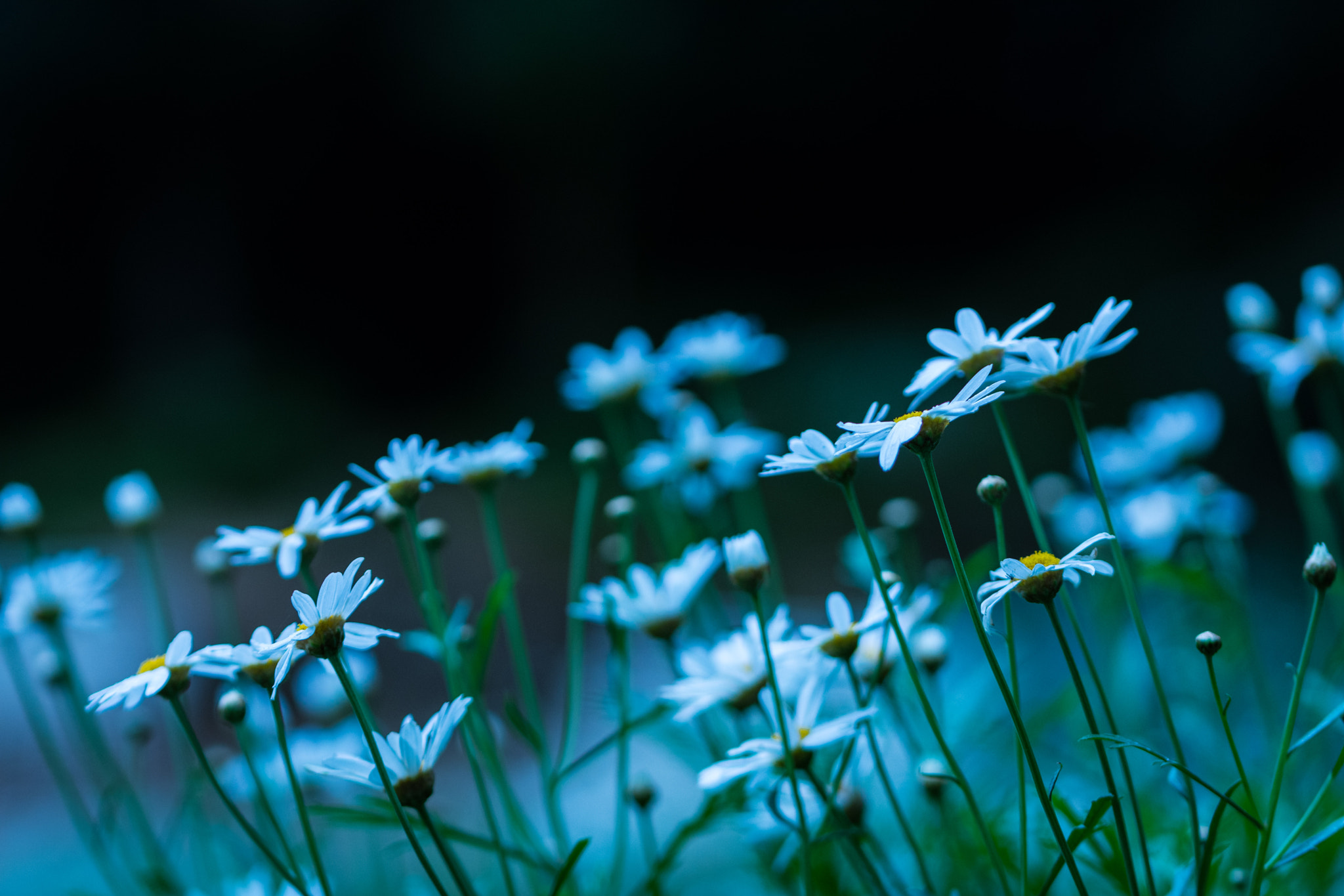 Nikon D7200 sample photo. Flower photography