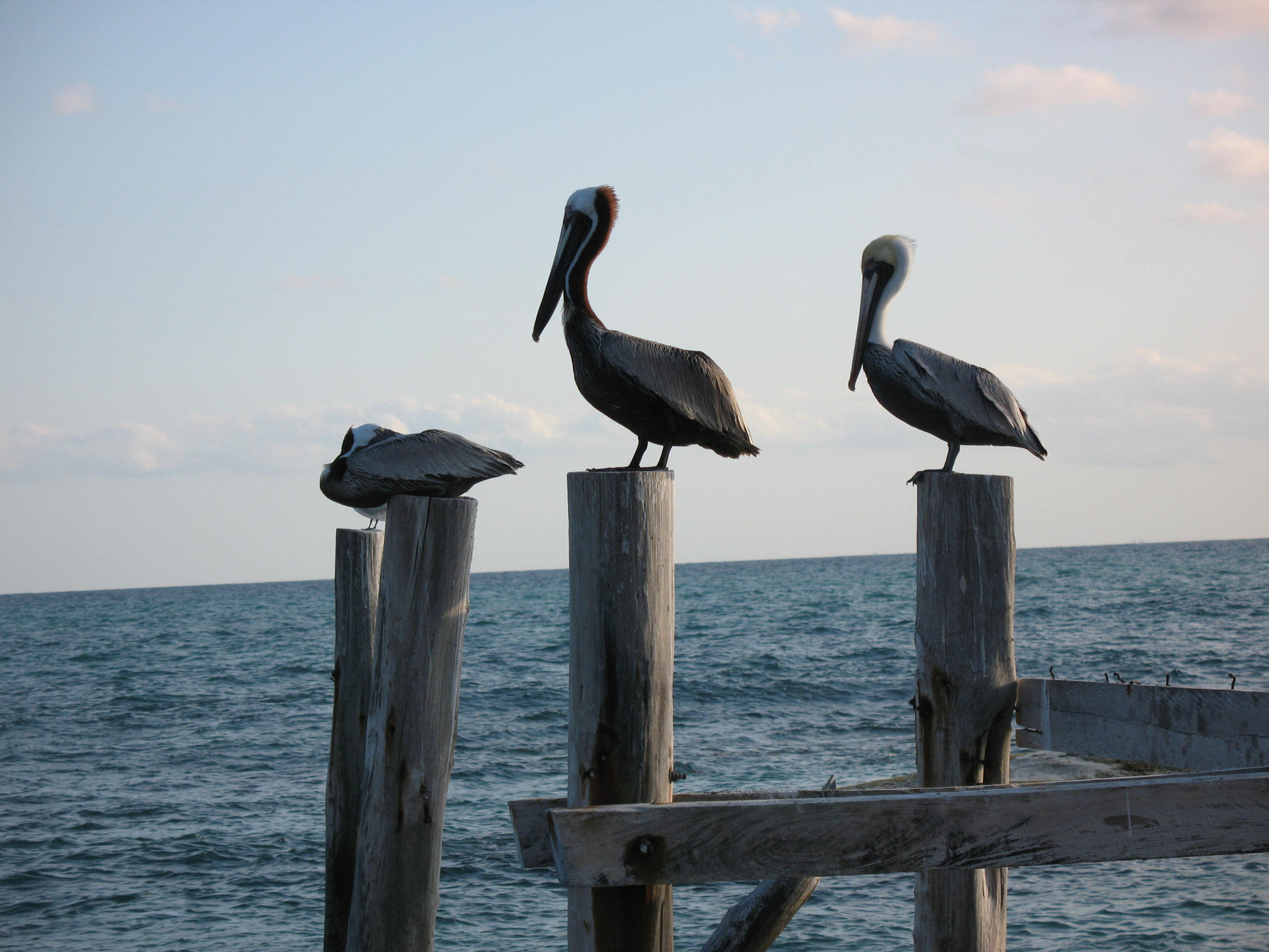 Canon POWERSHOT A640 sample photo. Three pelicans on posts photography