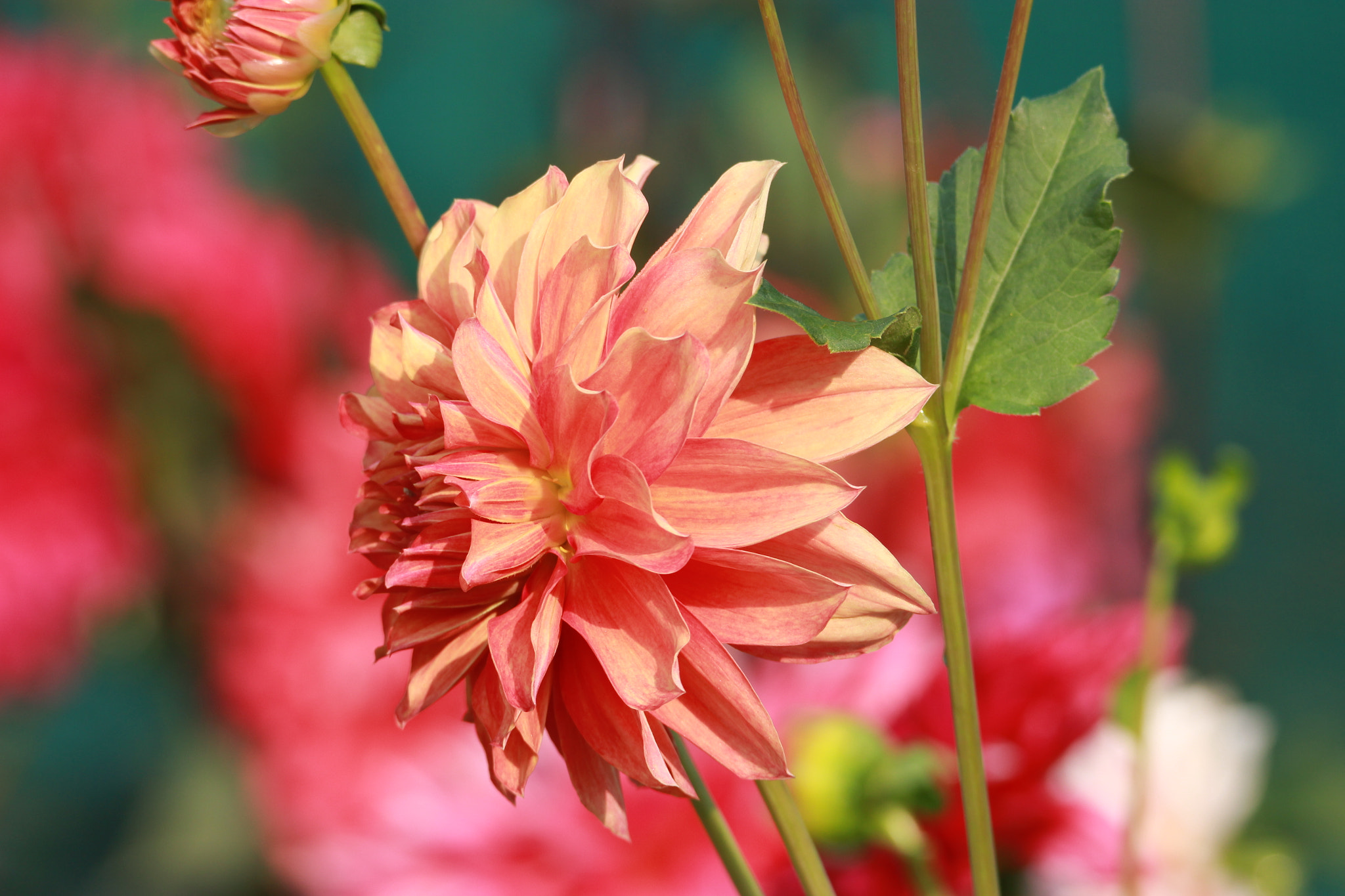 Tamron SP 150-600mm F5-6.3 Di VC USD sample photo. Img photography