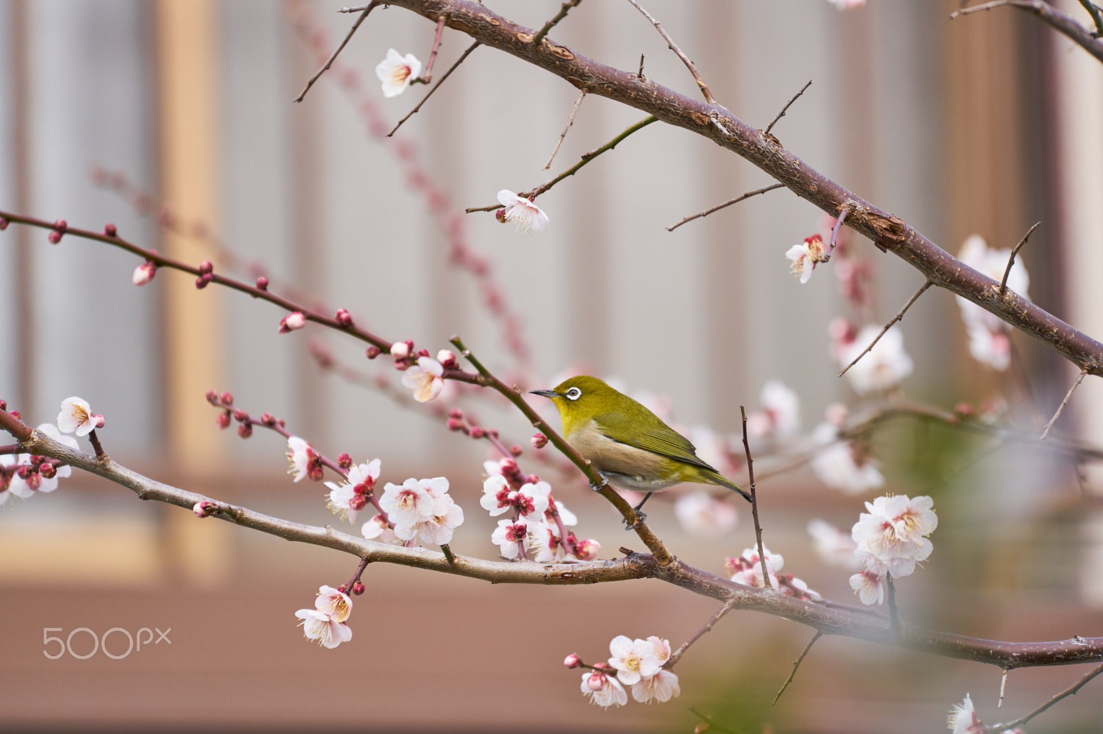 Sony FE 70-300mm F4.5-5.6 G OSS sample photo. #mejiro photography