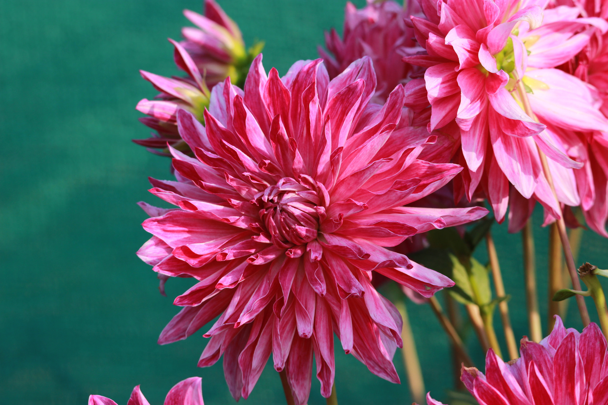 Tamron SP 150-600mm F5-6.3 Di VC USD sample photo. Img photography