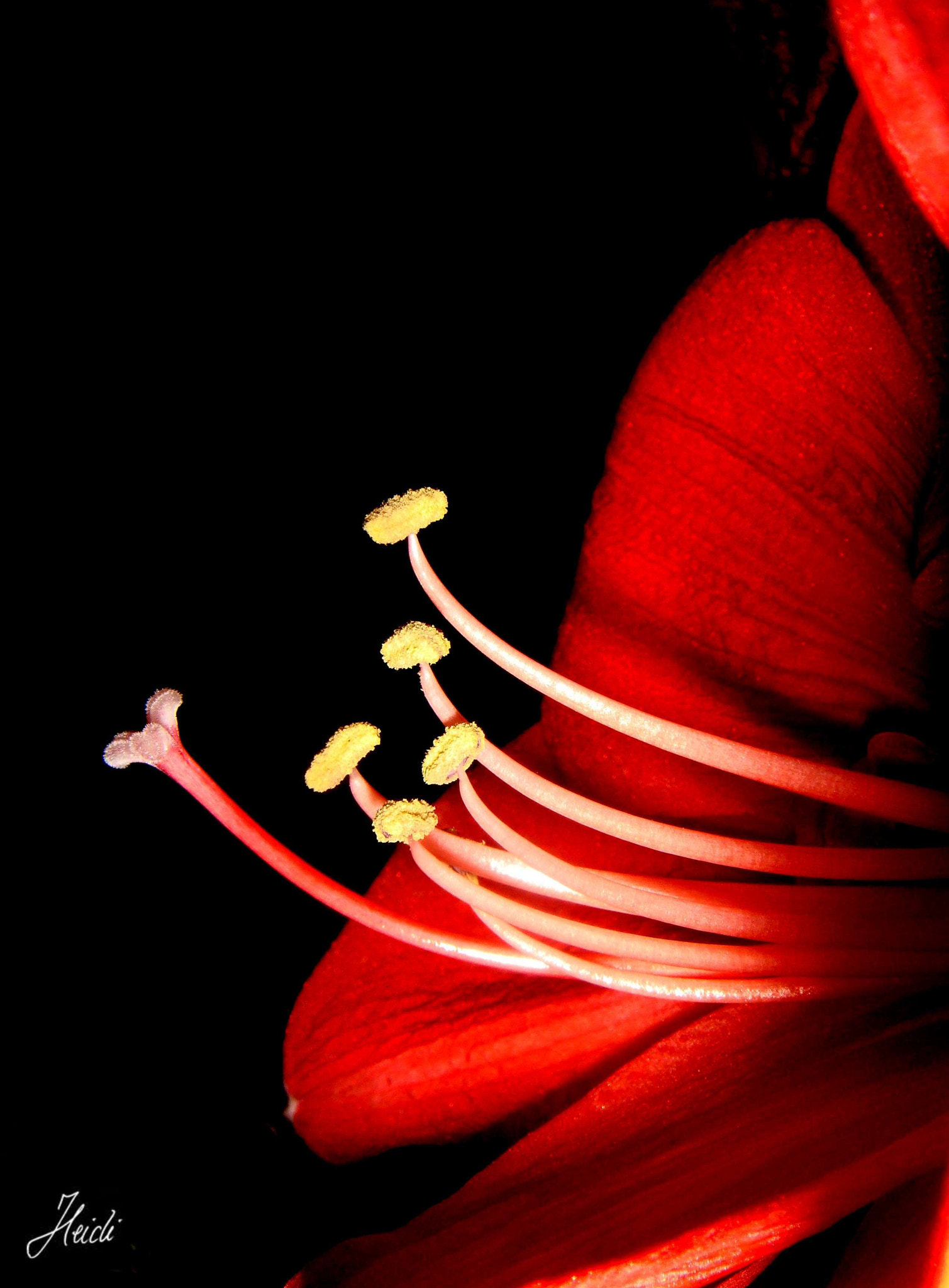 Sony DSC-T77 sample photo. ~ amaryllis ~ photography