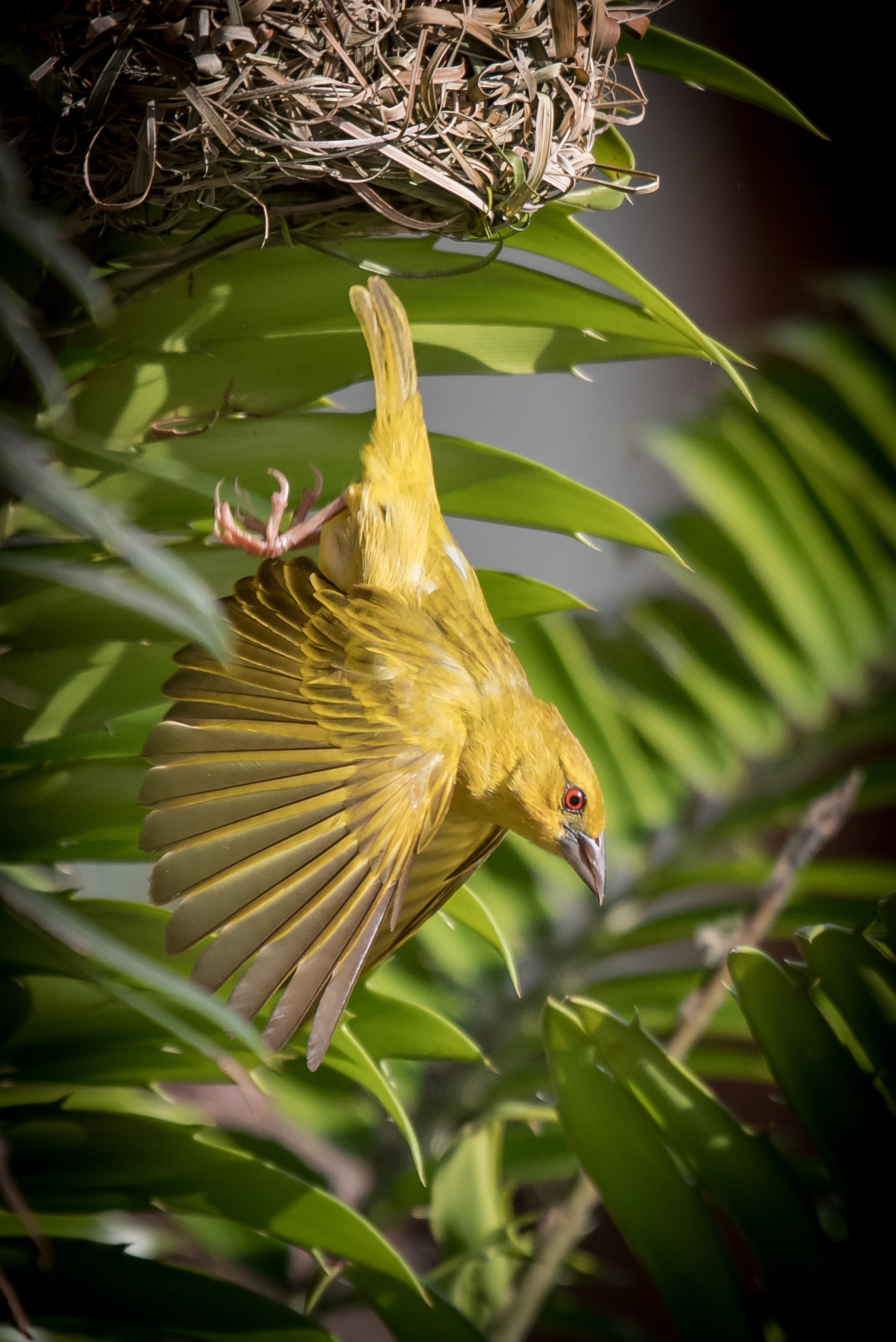 Nikon D5 + Nikon AF-S Nikkor 200-500mm F5.6E ED VR sample photo. Yellow weaver photography