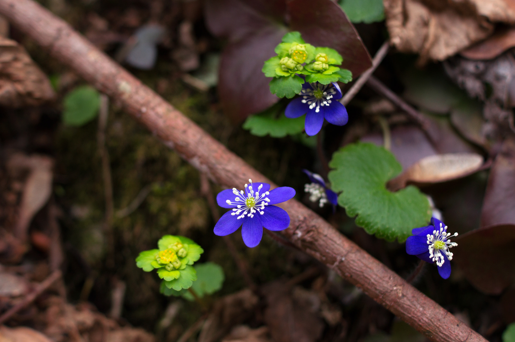 Sony SLT-A55 (SLT-A55V) + Sony DT 35mm F1.8 SAM sample photo. Spring!!! 17°!!! photography