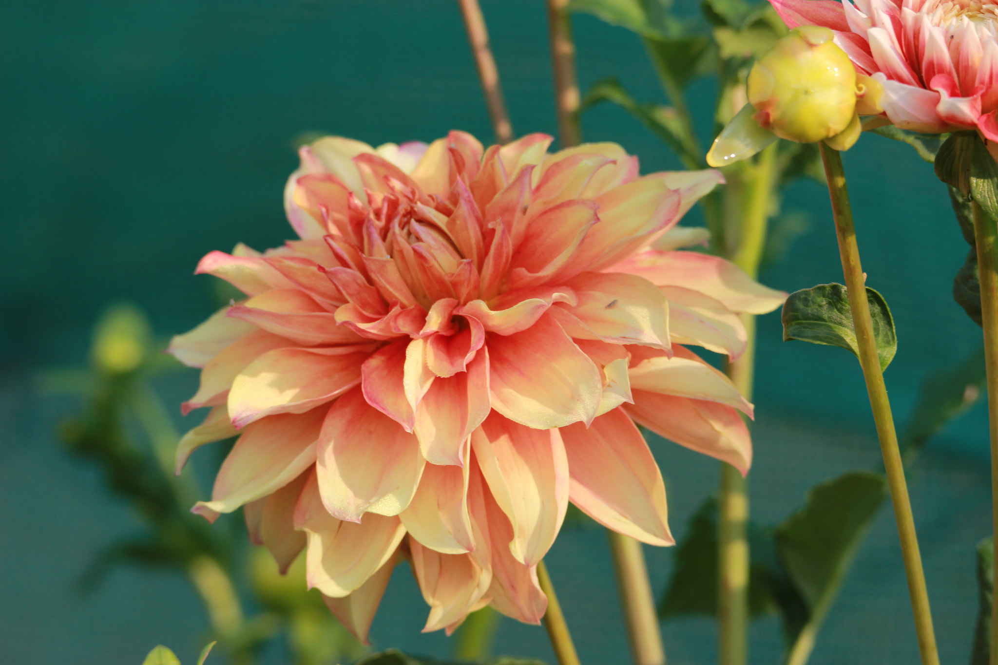 Tamron SP 150-600mm F5-6.3 Di VC USD sample photo. Img photography