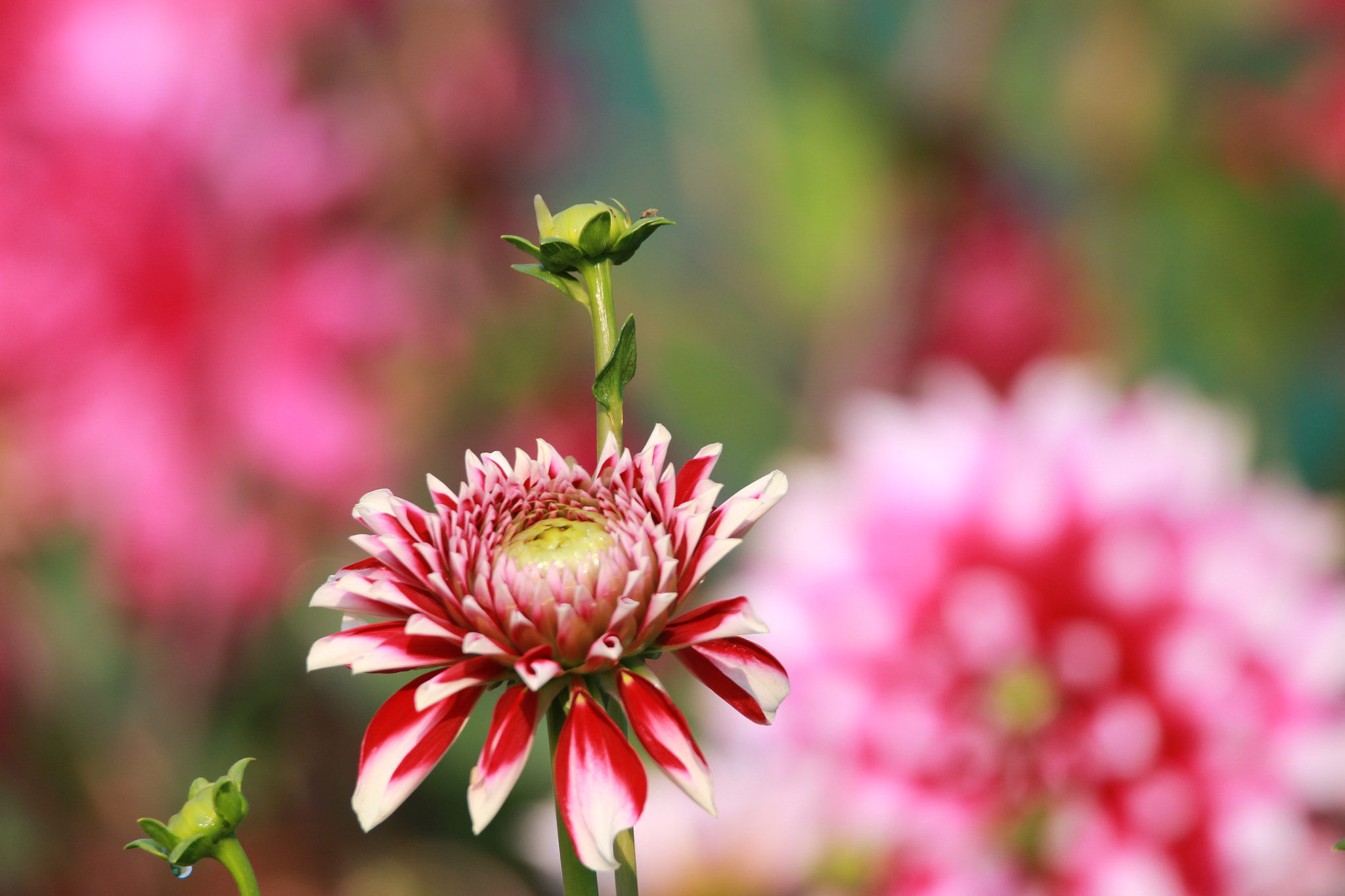 Tamron SP 150-600mm F5-6.3 Di VC USD sample photo. Img photography