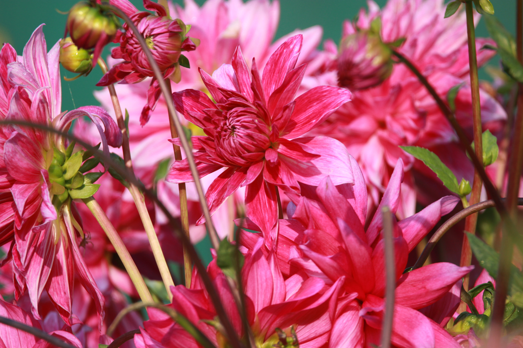 Tamron SP 150-600mm F5-6.3 Di VC USD sample photo. Img photography
