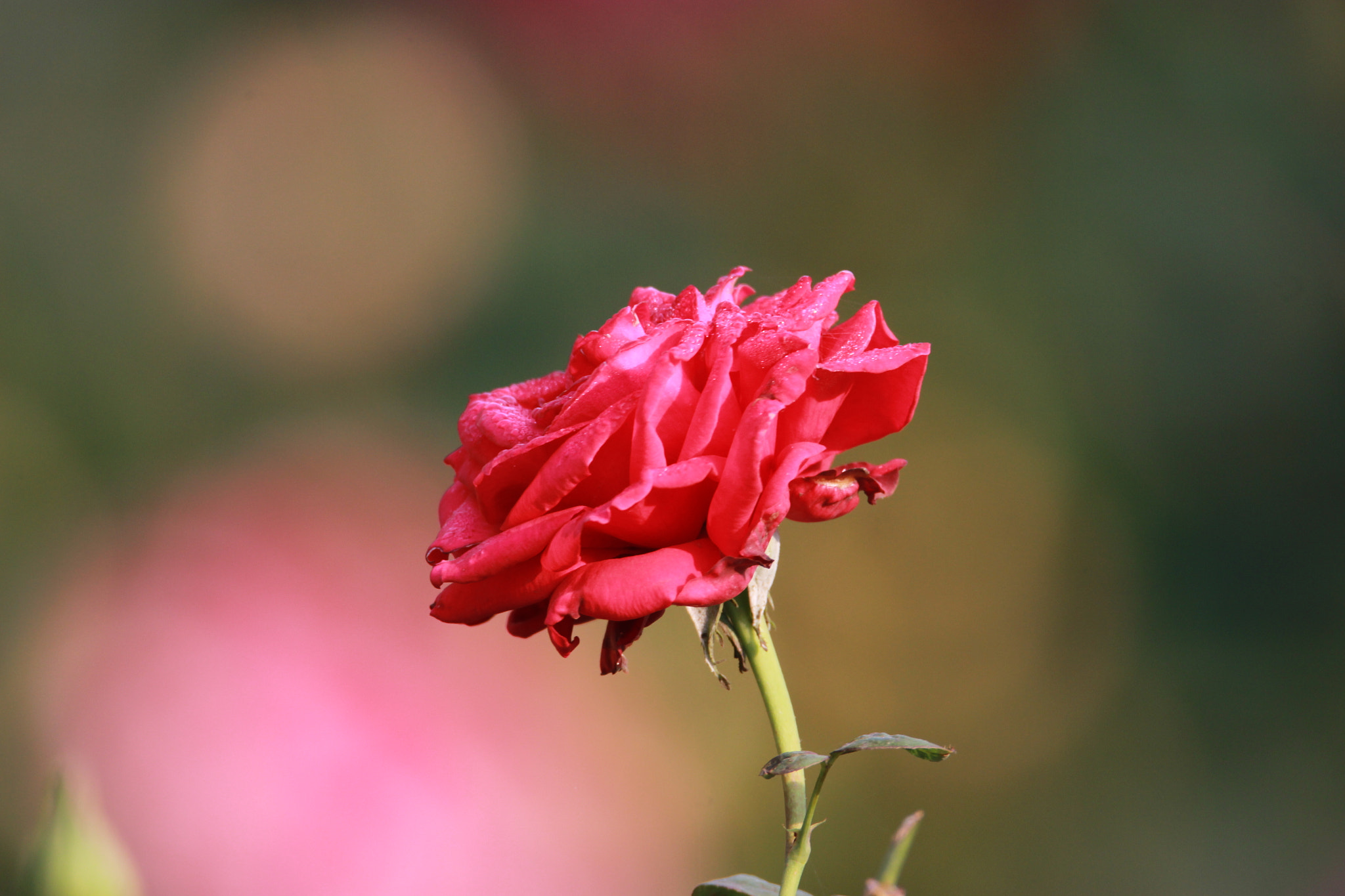 Tamron SP 150-600mm F5-6.3 Di VC USD sample photo. Img photography