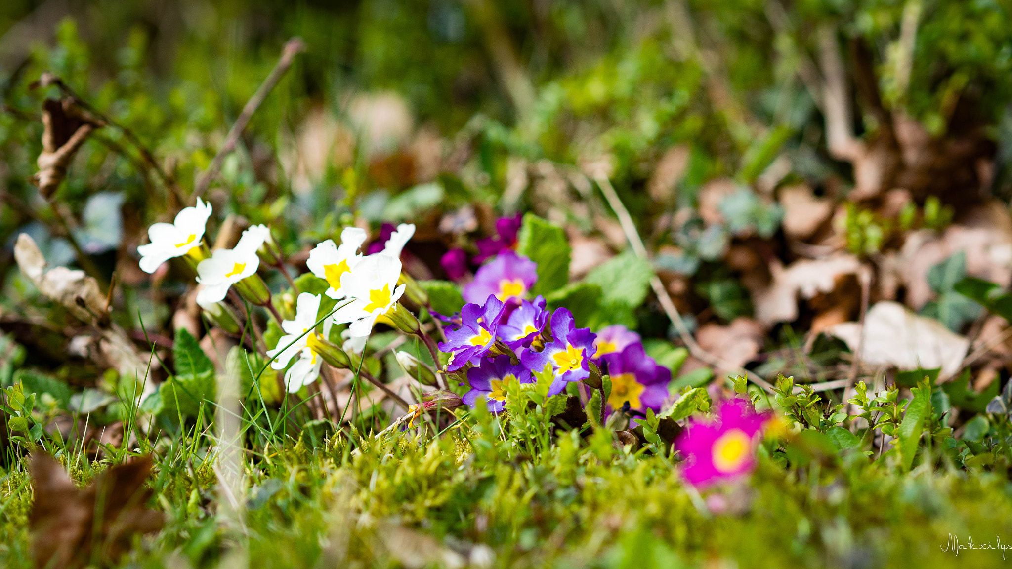 Olympus OM-D E-M10 II + Olympus M.Zuiko Digital 45mm F1.8 sample photo. La fin de l'hiver ? photography