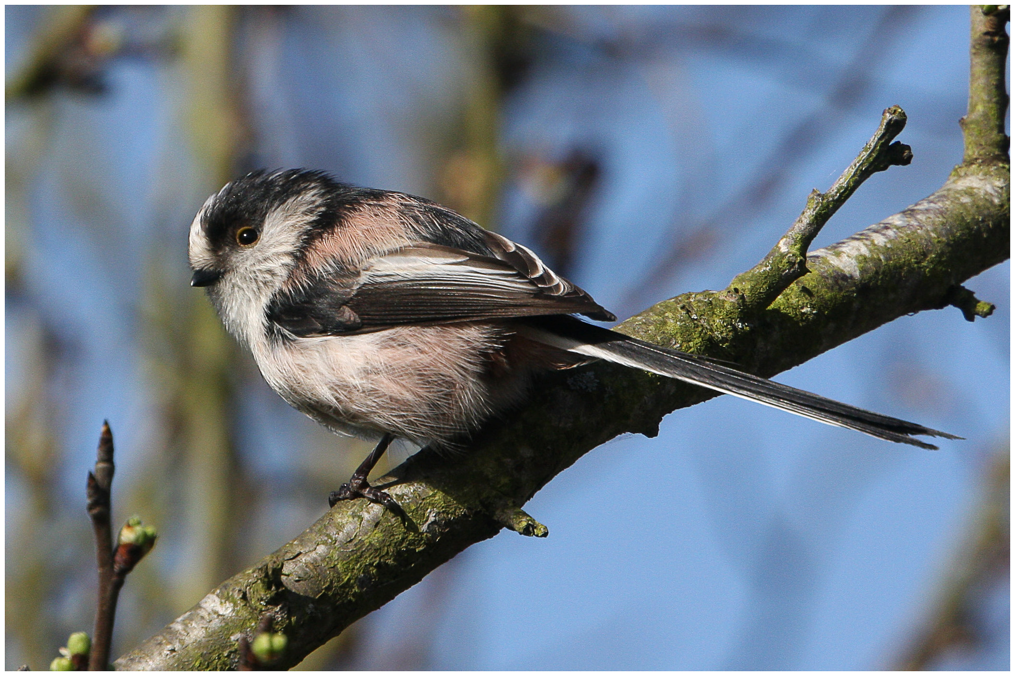 Canon EOS 40D sample photo. Long tailed tit photography