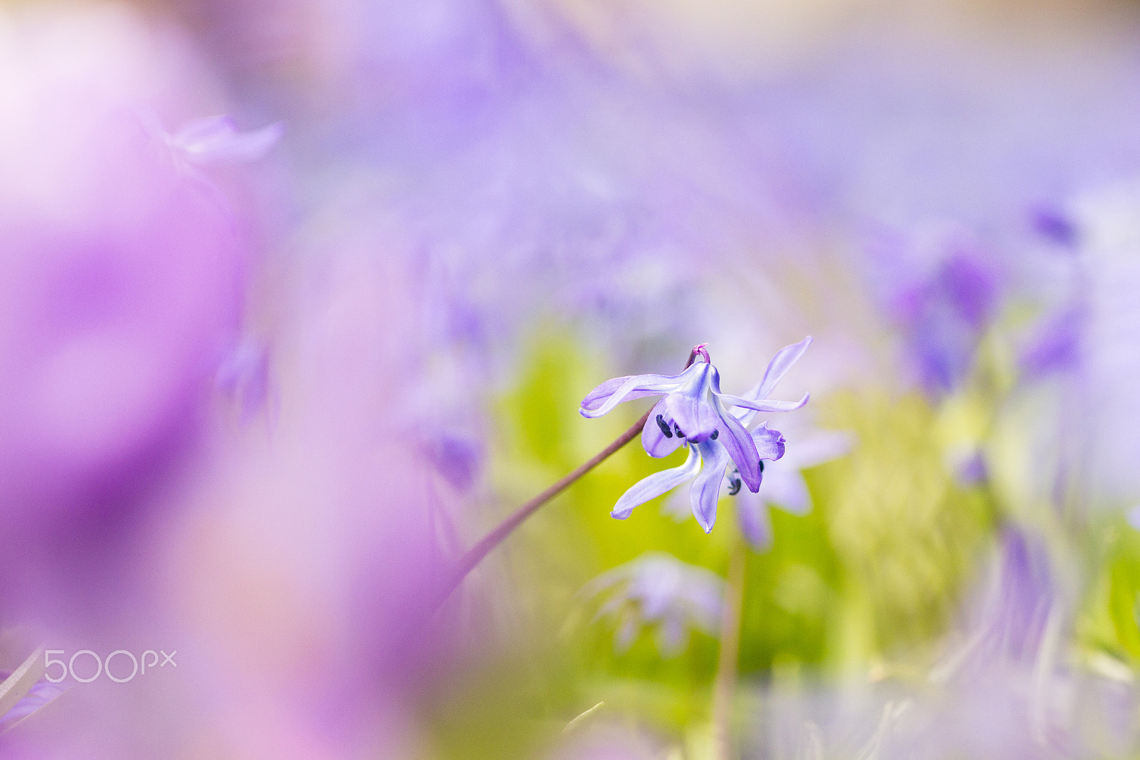 Sigma 105mm F2.8 EX DG OS HSM sample photo. Feelings of spring photography