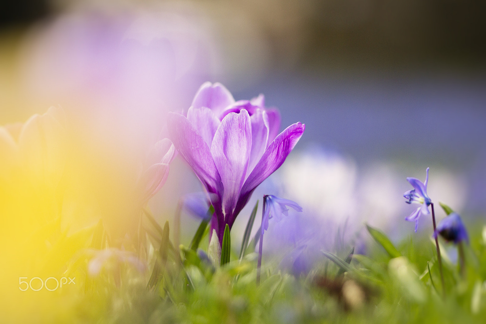 Sigma 105mm F2.8 EX DG OS HSM sample photo. Feelings of spring photography