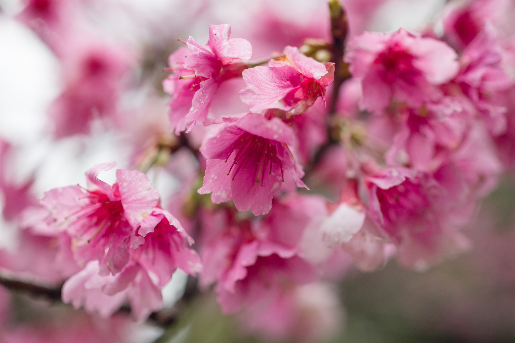 ZEISS Makro-Planar T* 50mm F2 sample photo. 櫻 photography