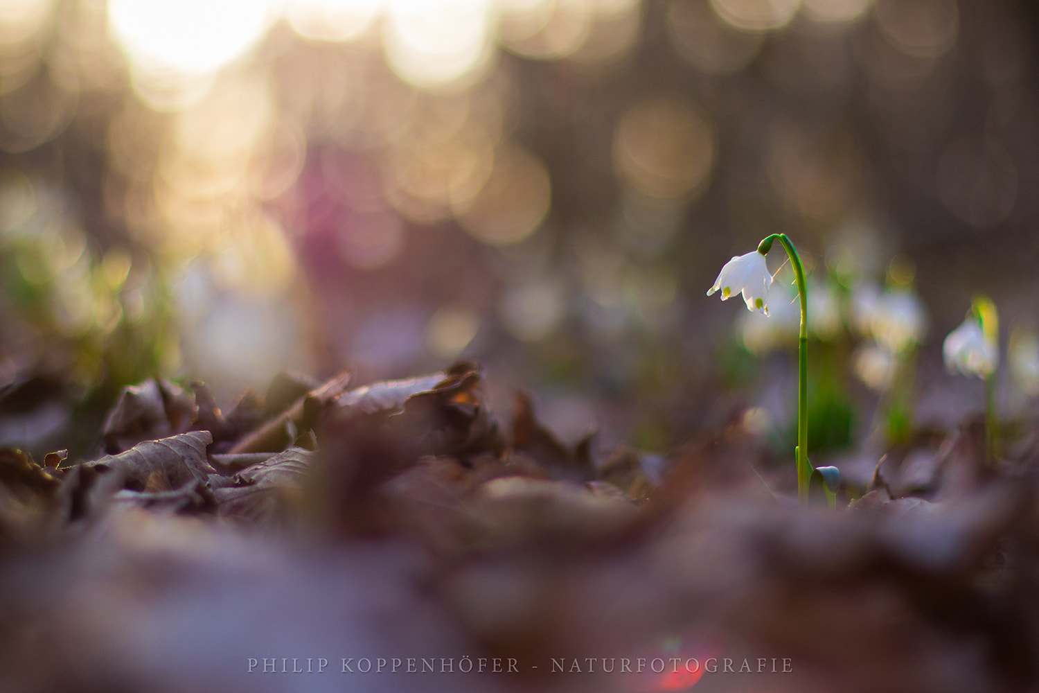 Canon EF 50mm F1.4 USM sample photo. { märzenbecher } photography