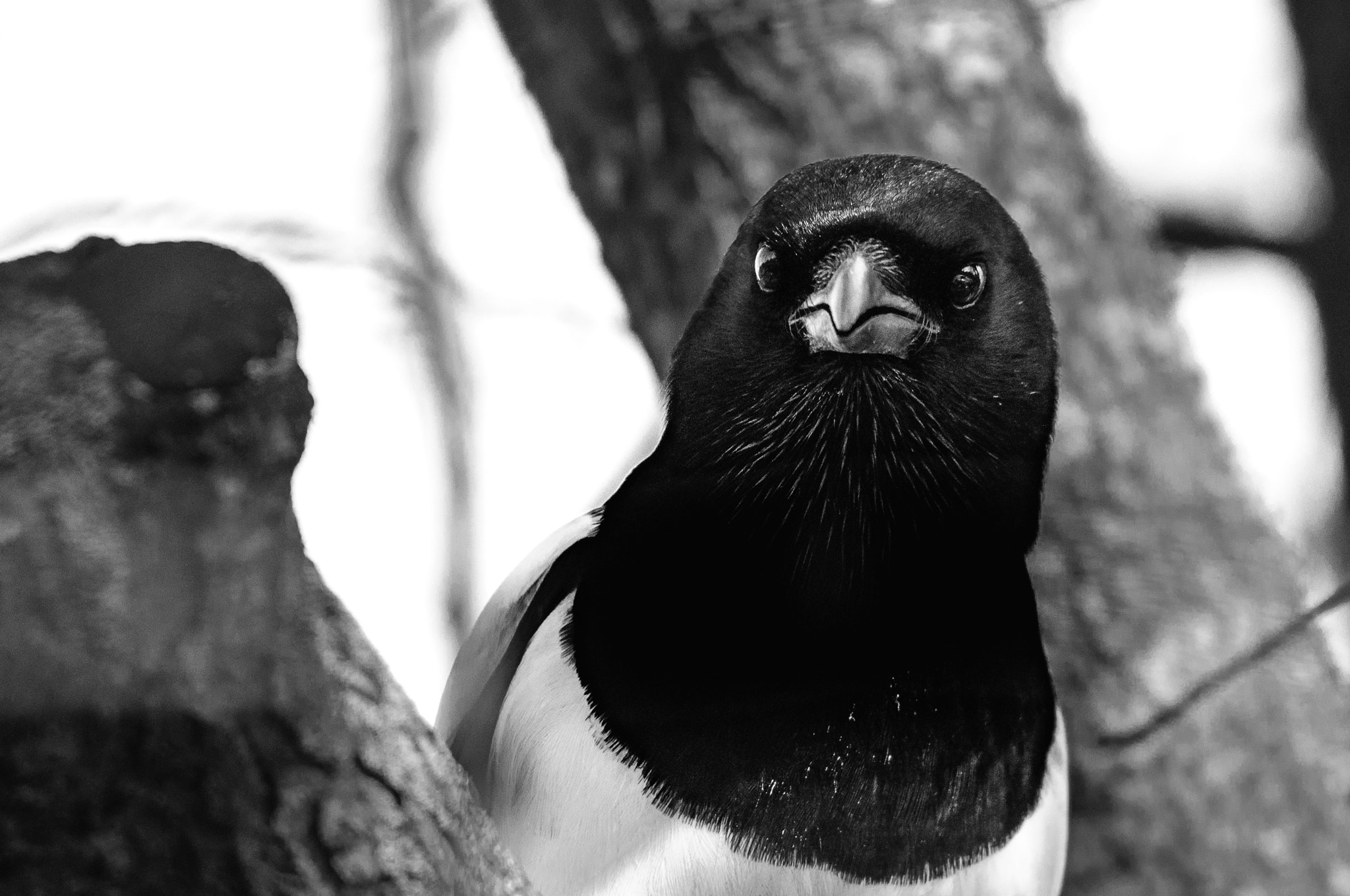Nikon D90 + Sigma 150-600mm F5-6.3 DG OS HSM | C sample photo. Look into the magpie's eyes photography