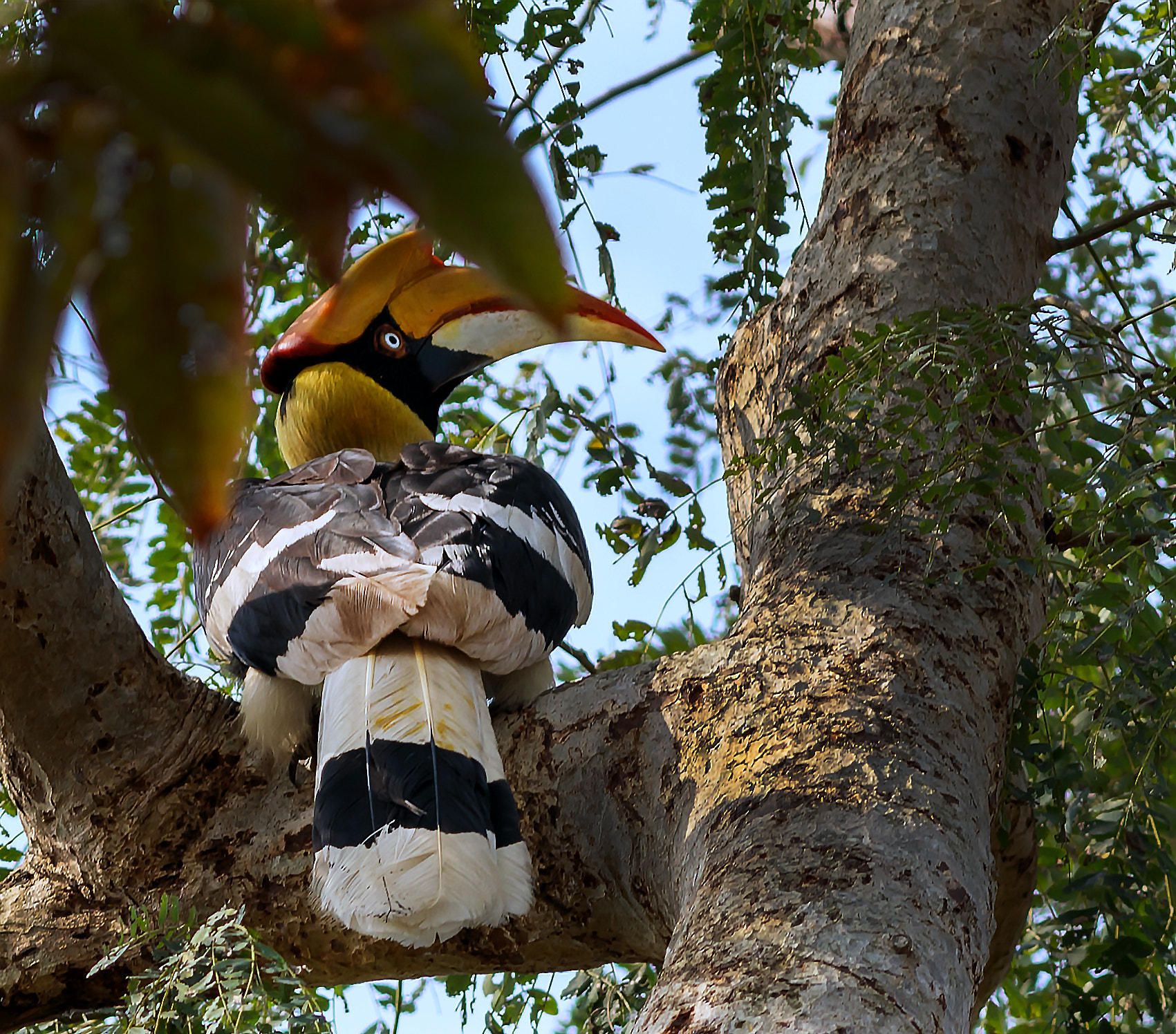 Canon EOS 5D Mark IV + Canon EF 400mm F5.6L USM sample photo. Great hornbill.. photography