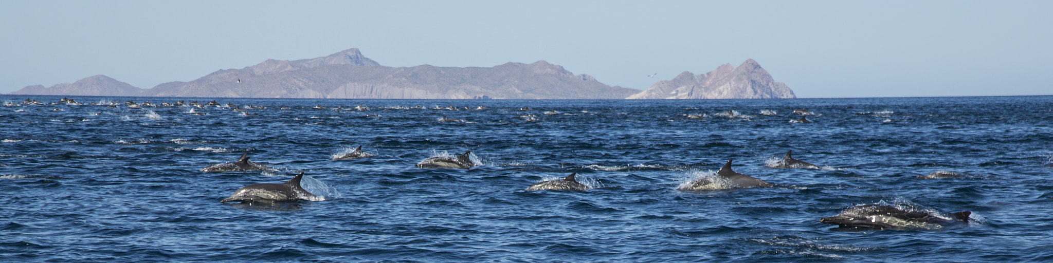 Canon EOS-1D X sample photo. The sea of dolphins photography