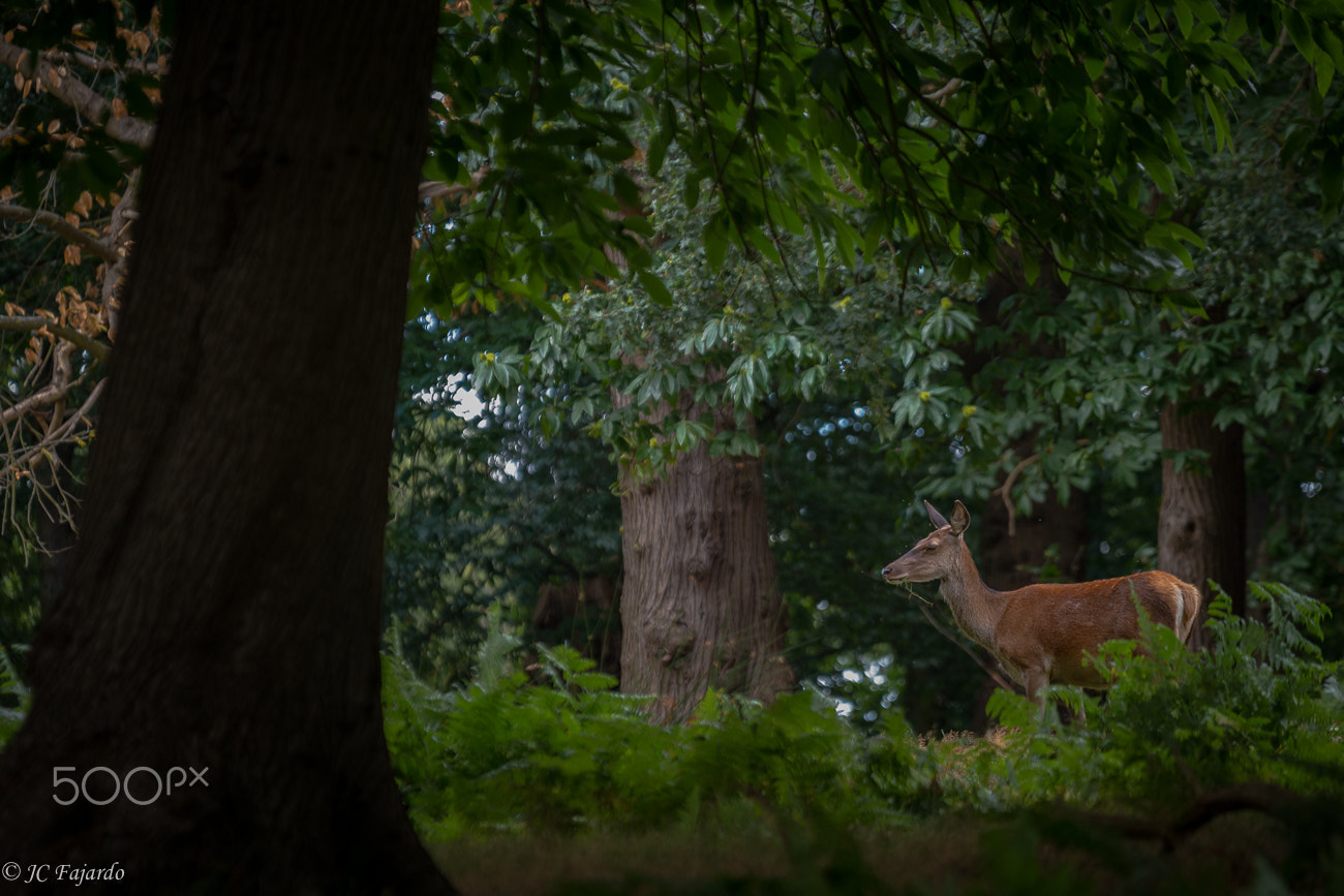 Nikon D800 + Sigma 70-200mm F2.8 EX DG OS HSM sample photo. Entre la espesura / between the thicket photography