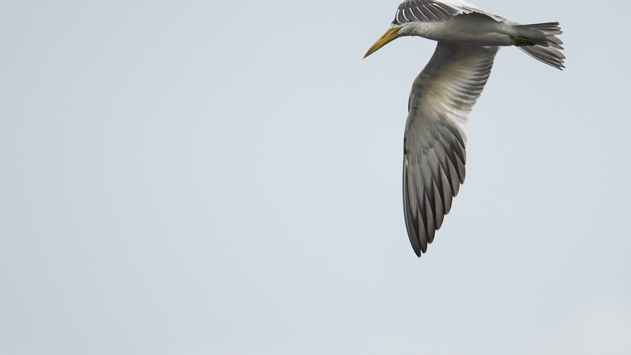 Nikon Nikkor AF-S 300mm F4E PF ED VR sample photo. Flying to heaven photography