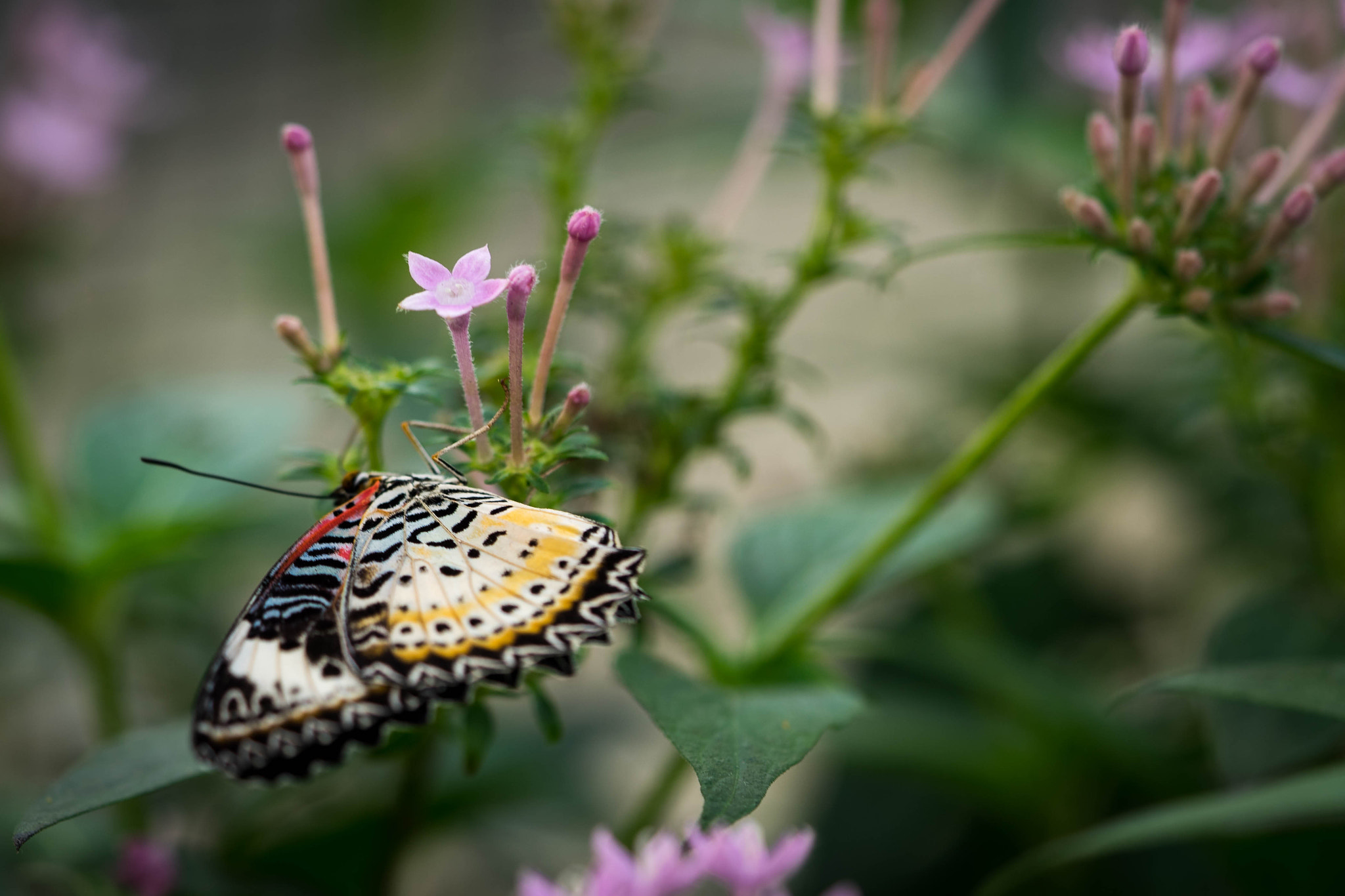 Sony a7 II + Sony FE 90mm F2.8 Macro G OSS sample photo. Resting photography