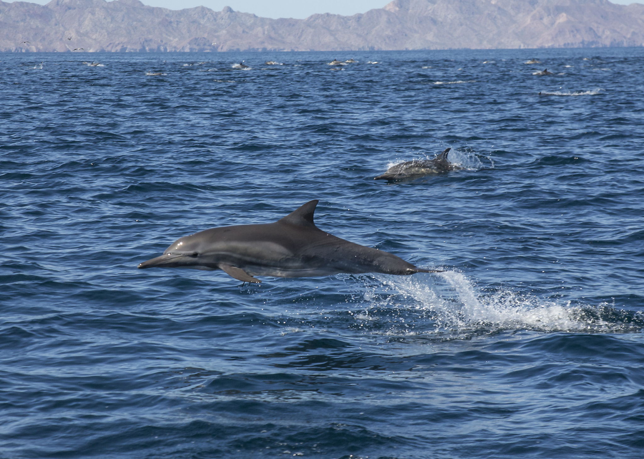 Canon EOS-1D X sample photo. Dolphin leaping photography