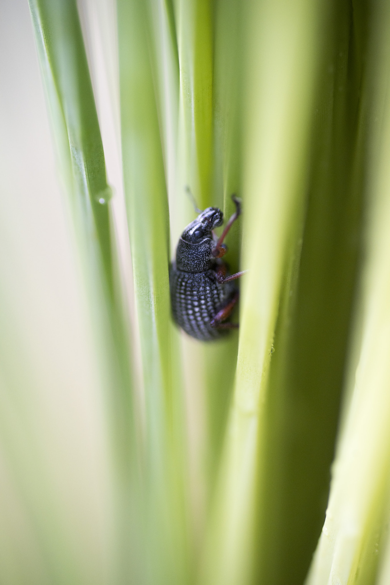 Nikon D810 sample photo. Unseen beauty of western australia photography
