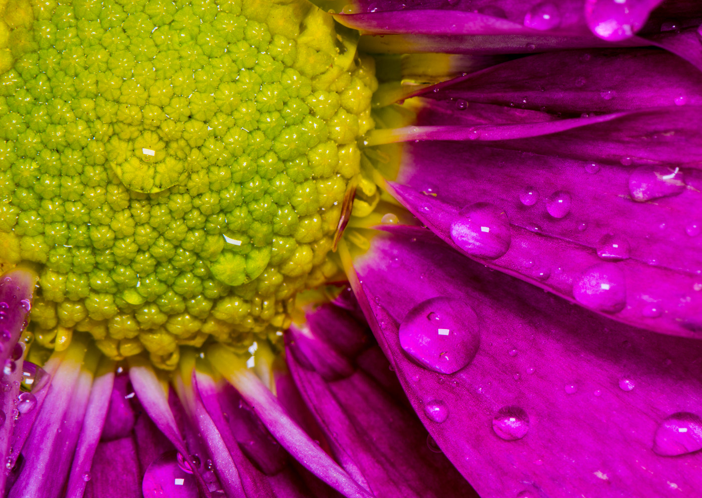 Nikon AF-S Micro-Nikkor 105mm F2.8G IF-ED VR sample photo. Dewy daisy photography